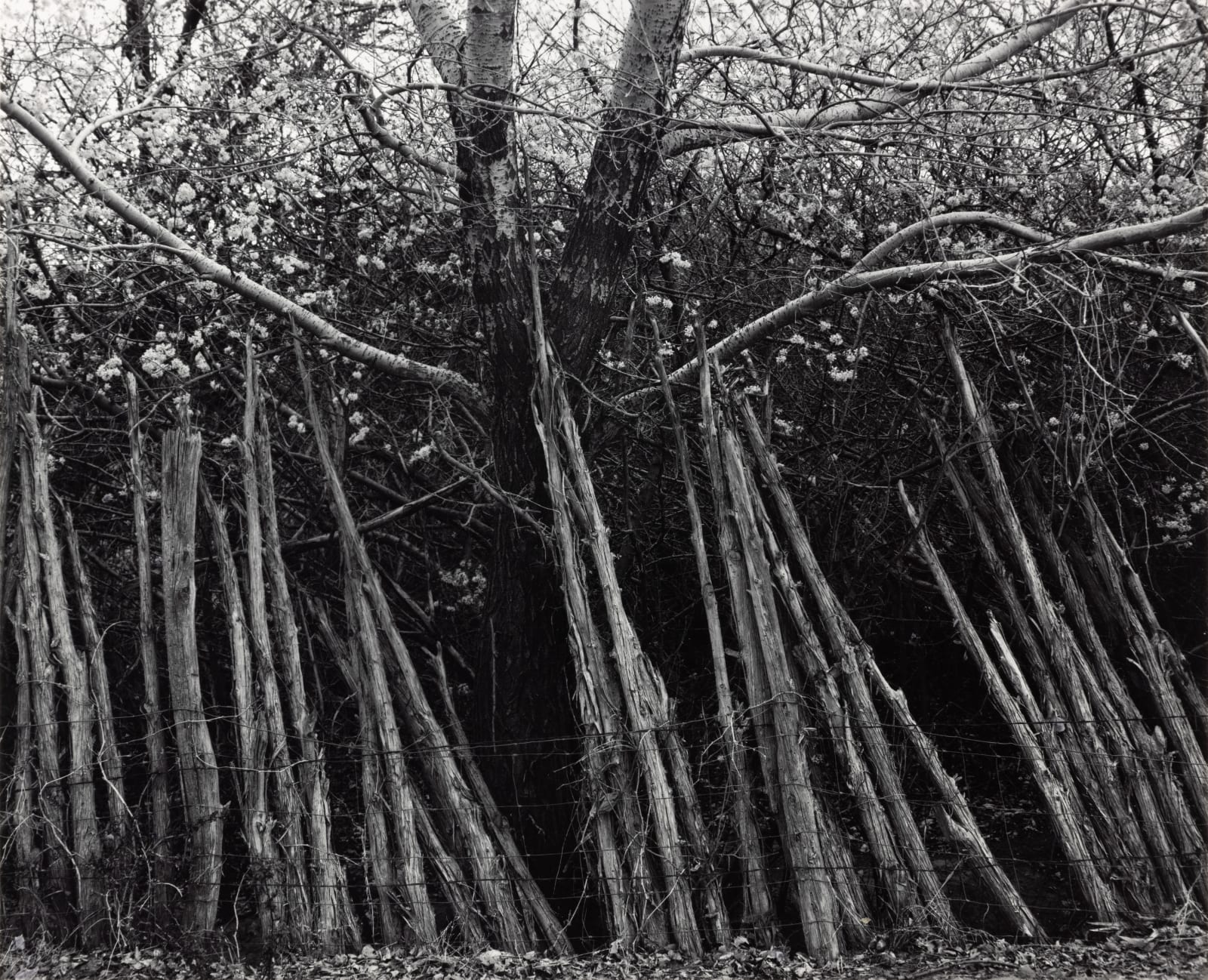 Ansel Adams, Cedar Fence, Pojoaque, New Mexico, 1950