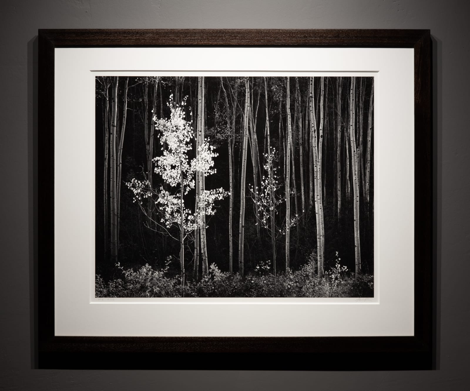 Ansel Adams, Aspens, Northern NM, 1958