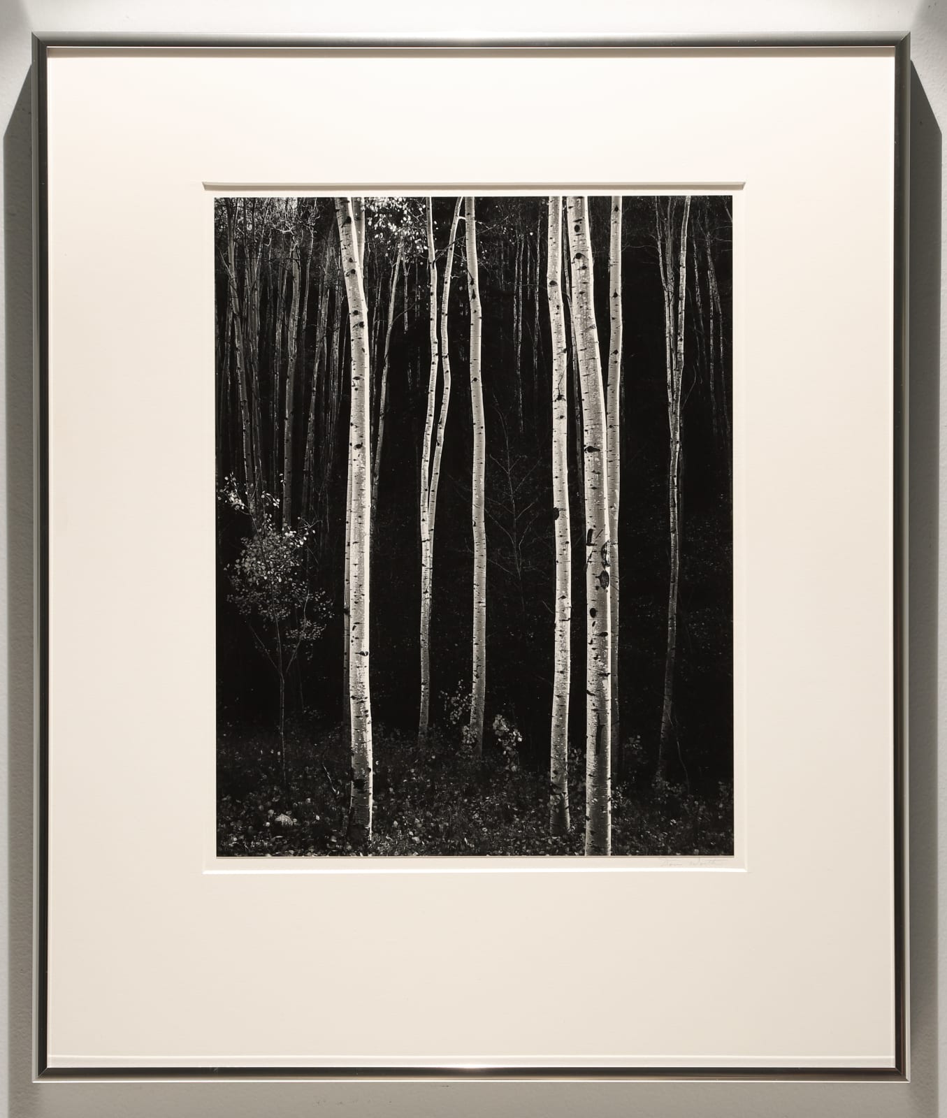 Don Worth, Aspens, Autumn, NM, 1958