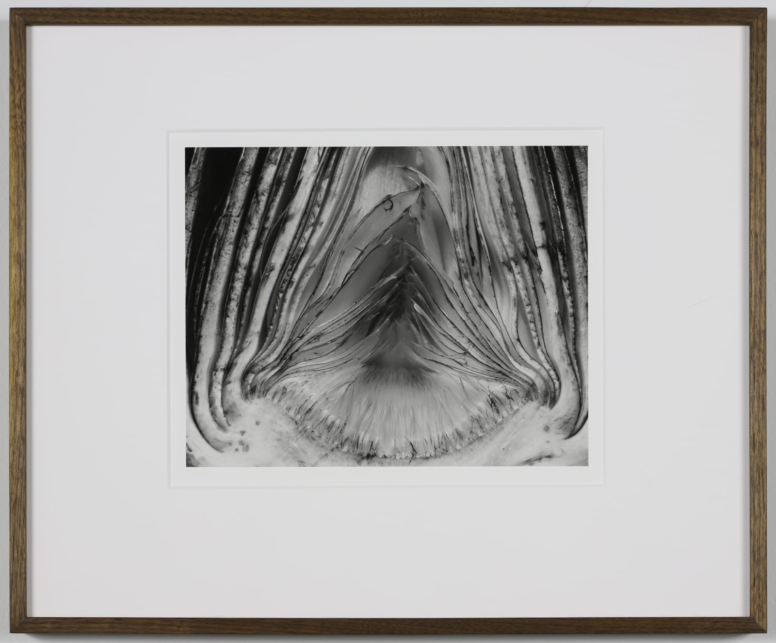 Edward Weston, Artichoke, Halved, 1930