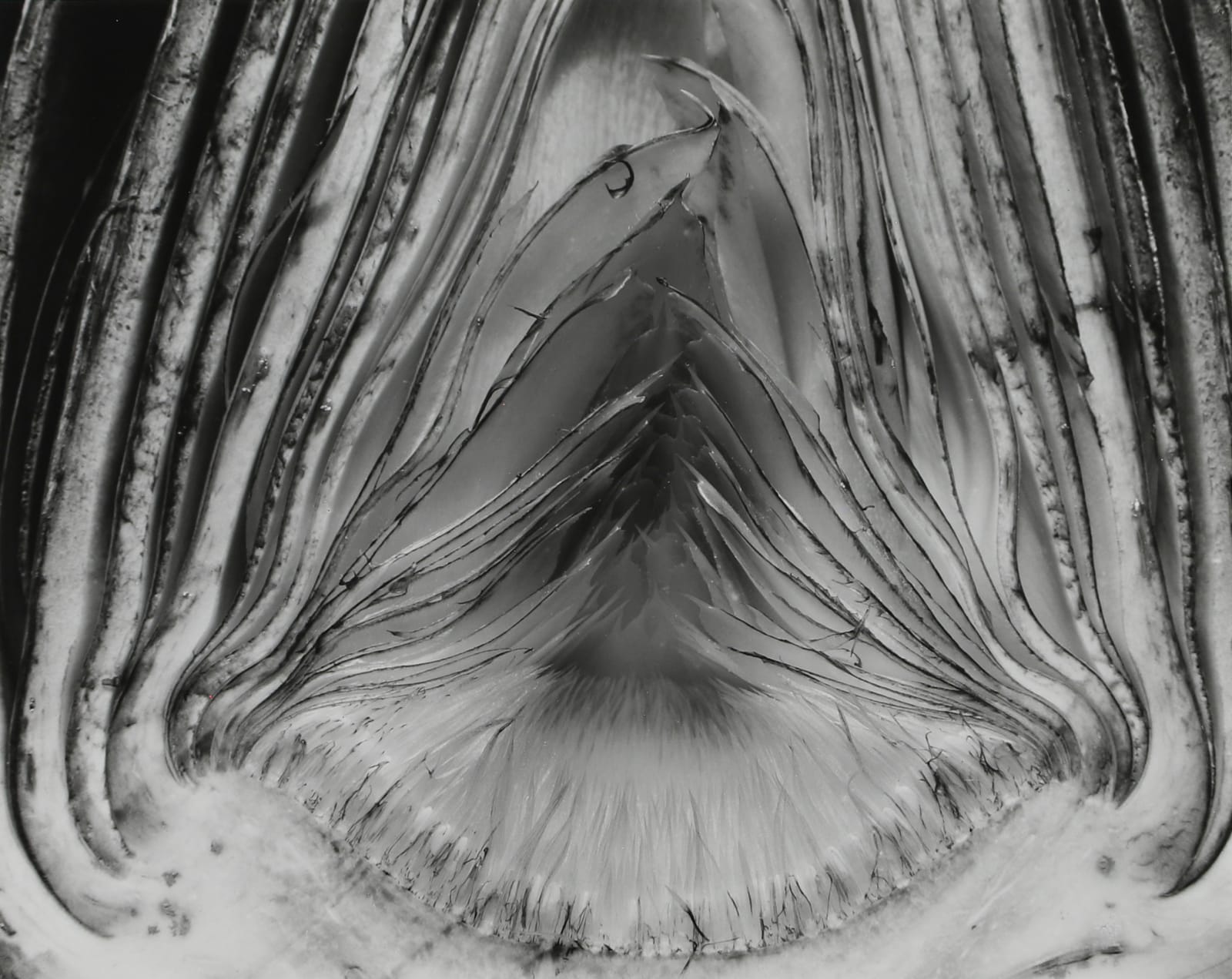 Edward Weston, Artichoke, Halved, 1930