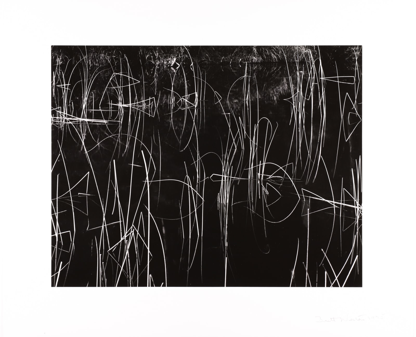 Brett Weston, Reeds, Oregon, 1975