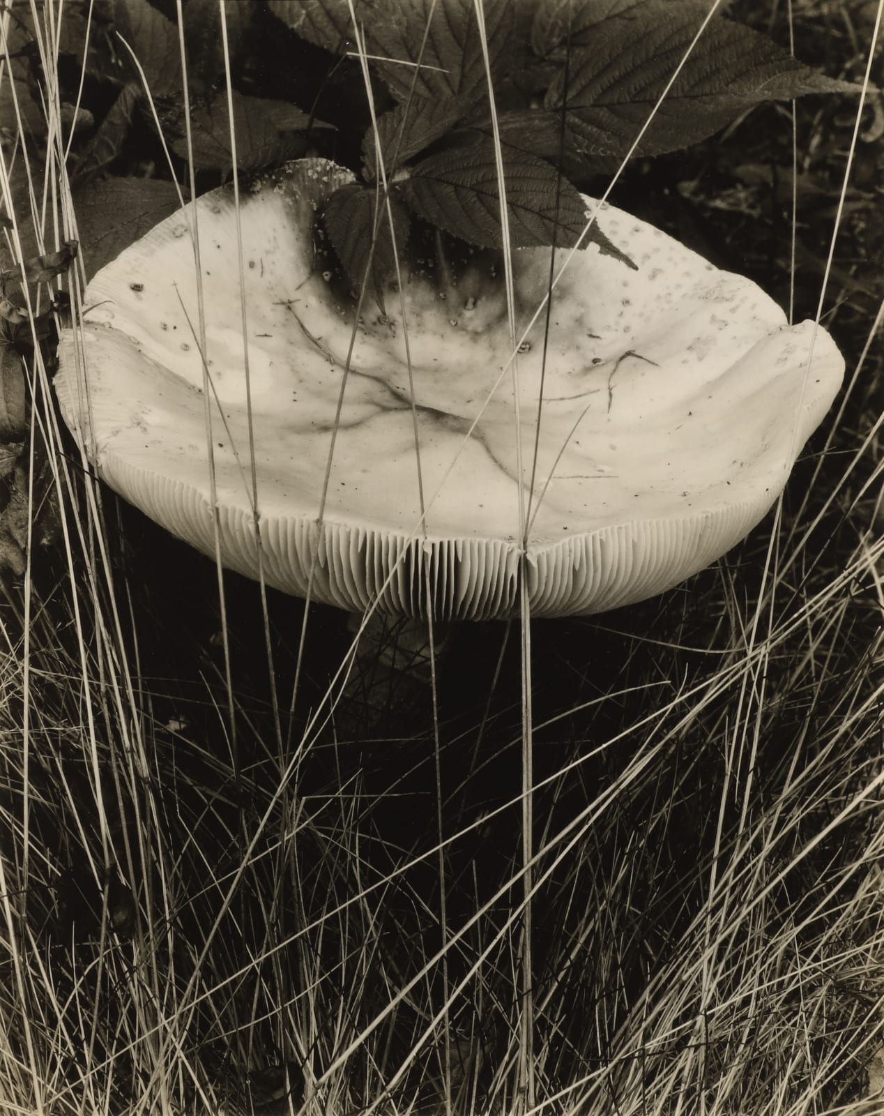 Paul Strand, Toadstool and Grasses, Georgetown, Maine, 1928