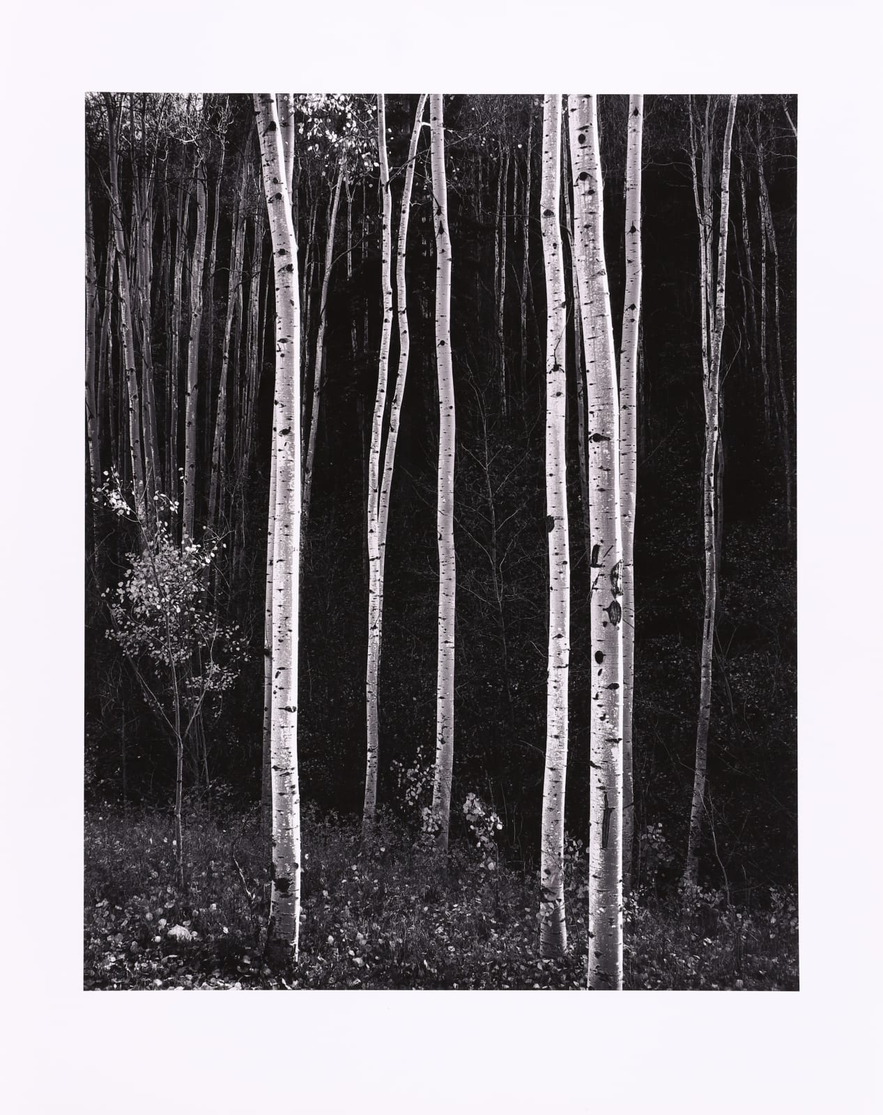 Don Worth, Aspen Trees, Autumn, New Mexico, 1958