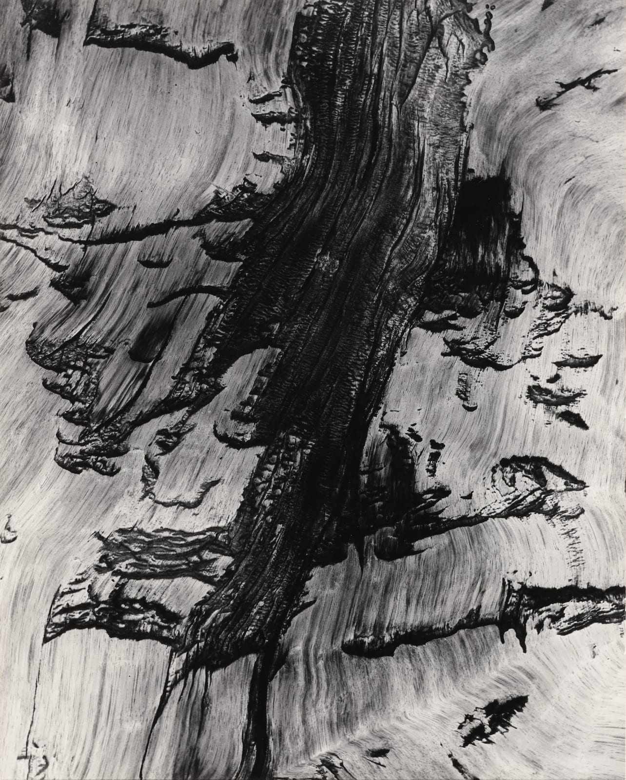 Robert K. Byers, Bristlecone Pine, White Mountains, California, 1974