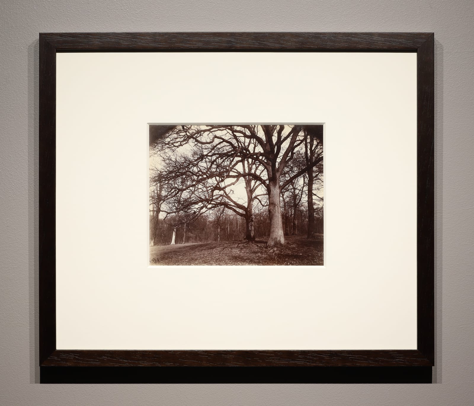 Eugene Atget, Trees, St. Cloud, 1915-19