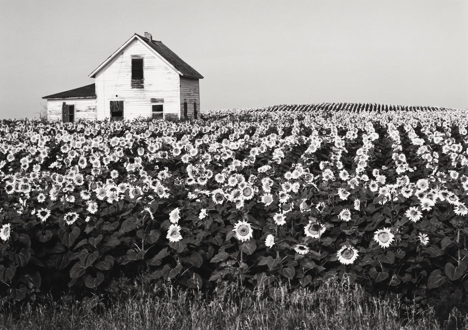 Henry Gilpin, Sun Flowers, North Dakota, 1981