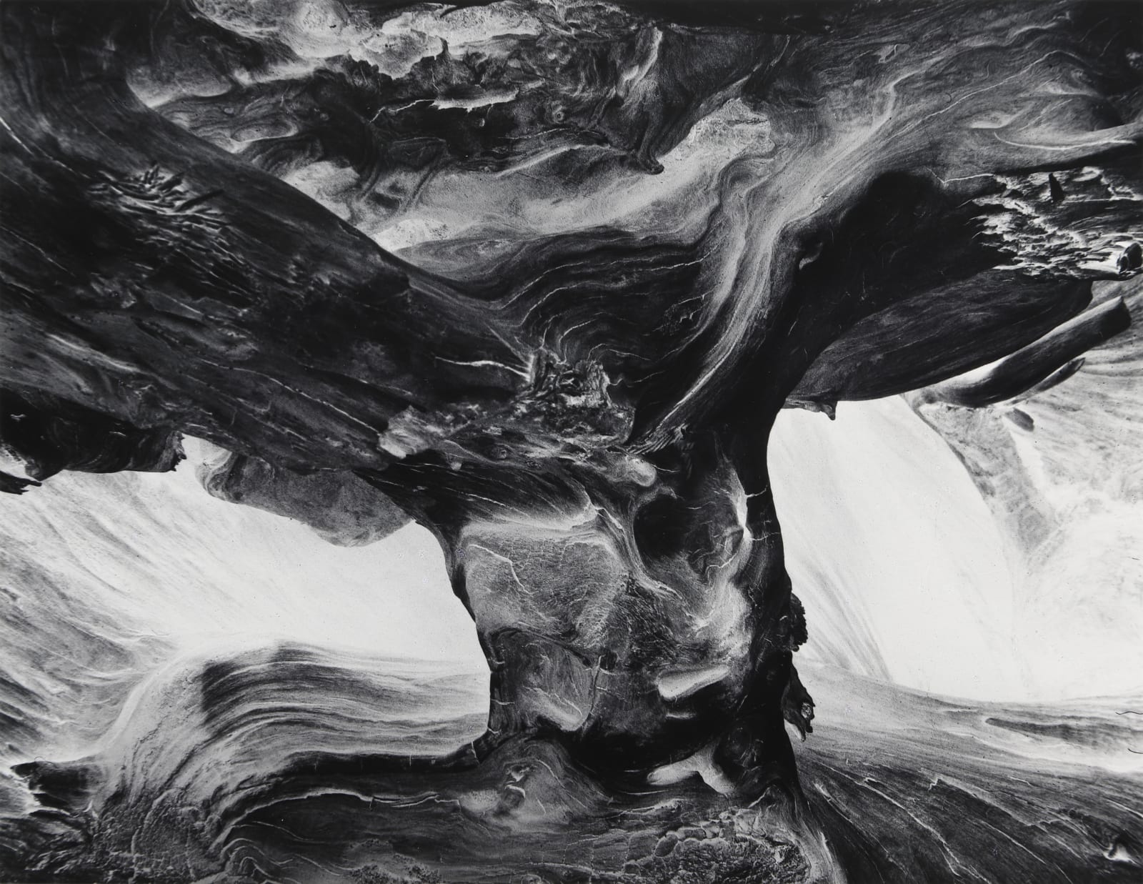 Wynn Bullock, Tree Trunk, 1971