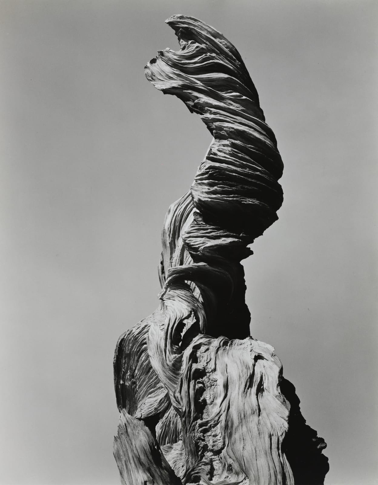 Edward Weston, Stump Against Sky, 1936
