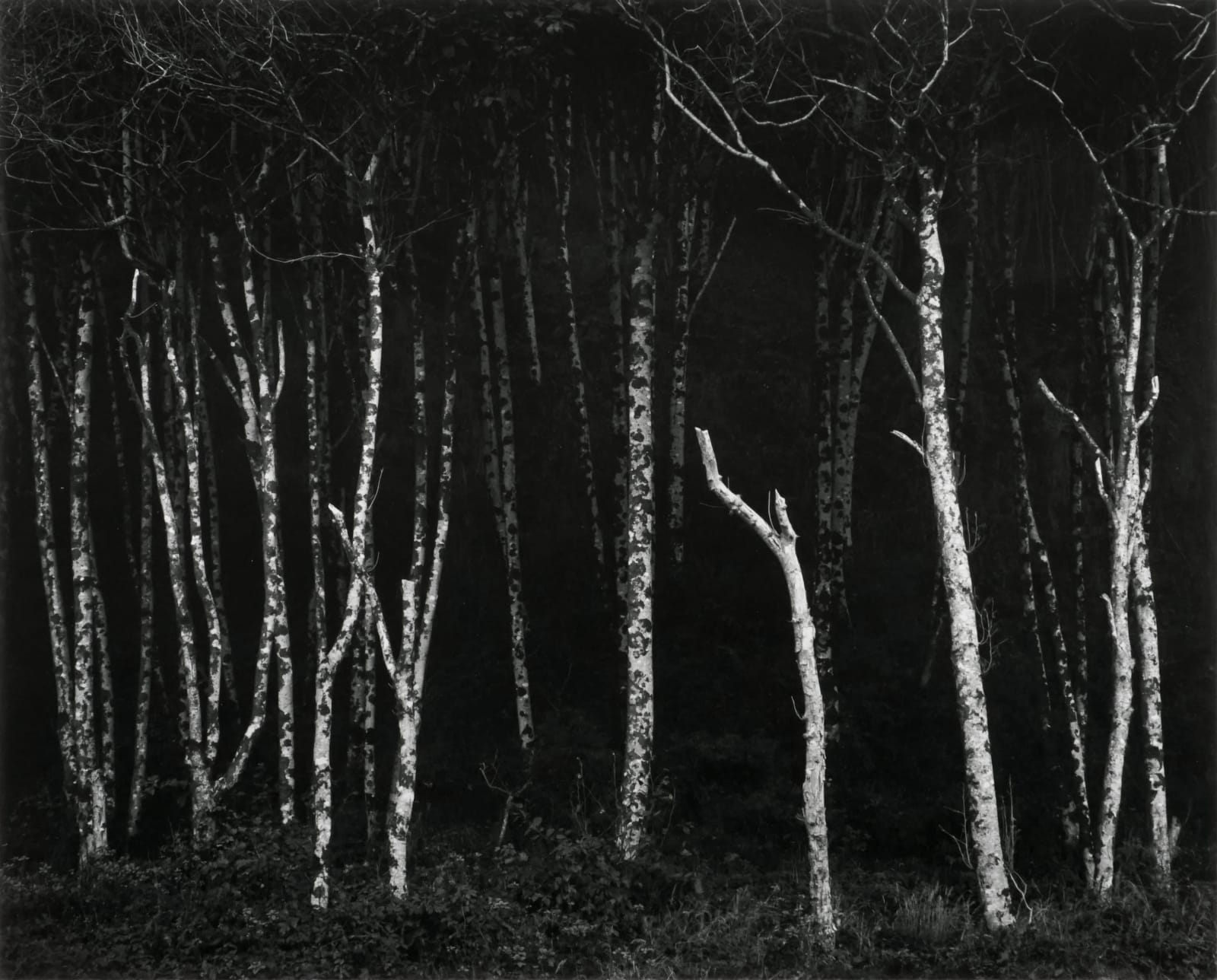 Ansel Adams, Alders, Prairie Creek Beach, CA, 1949