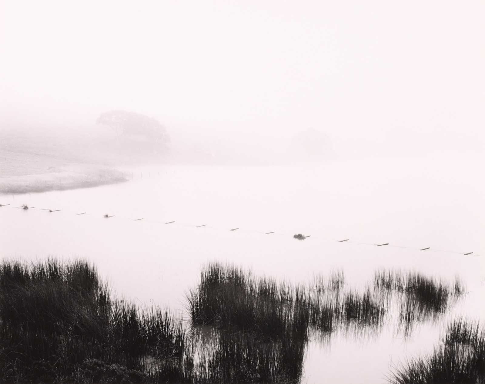 Jonathan Clark, Trees and Mist, CA, 1969