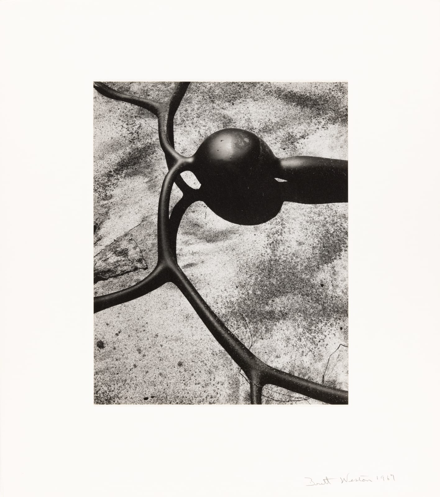 Brett Weston, Kelp, Baja California, 1967