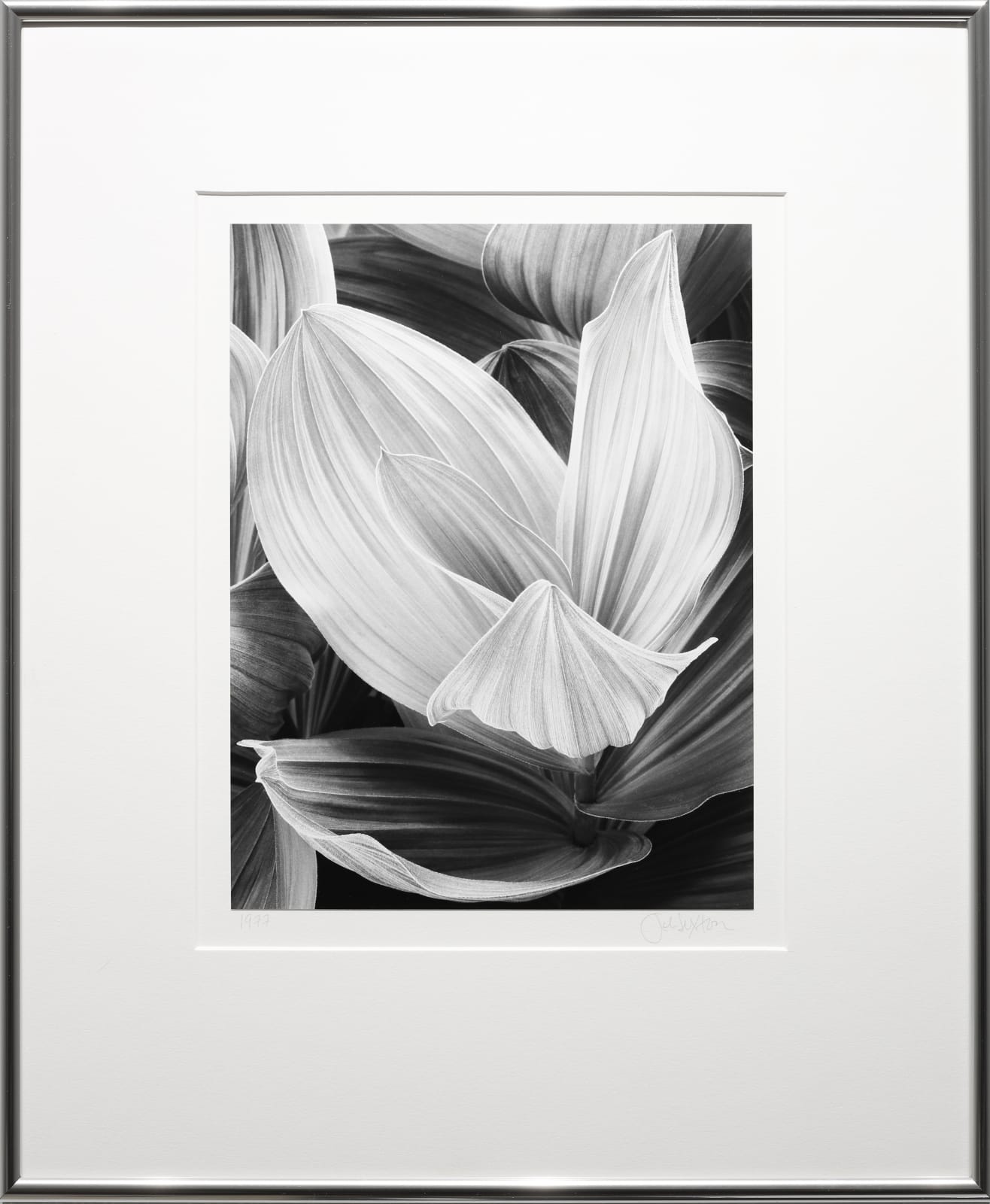 John Sexton, Corn Lily, Eastern Sierra, CA, 1977