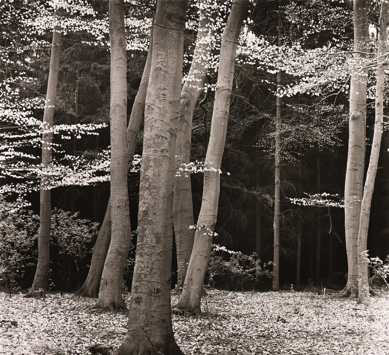 Brett Weston, Beech Forest, Holland, 1972