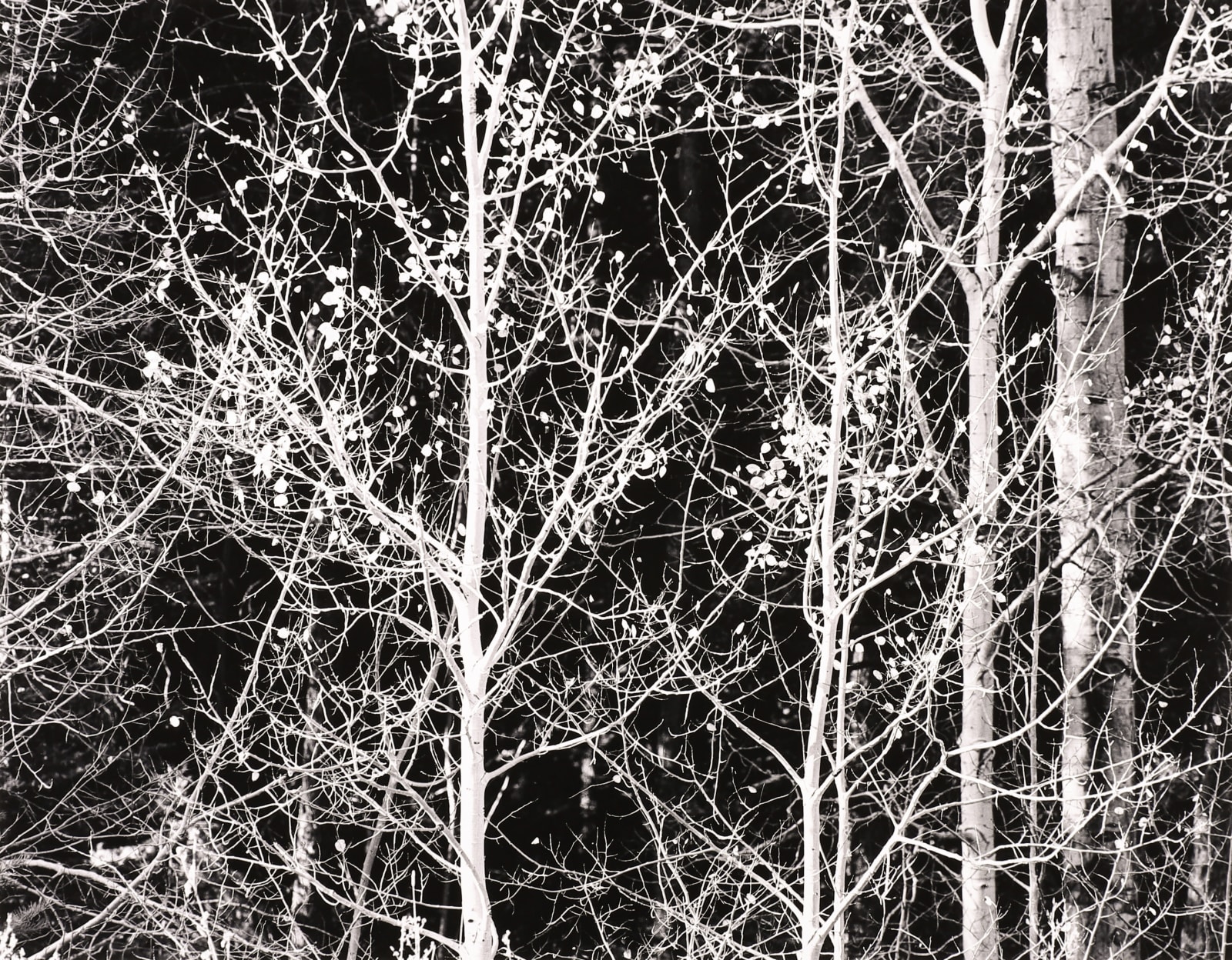 Robert K. Byers, Aspens Near Taos, New Mexico, 1987