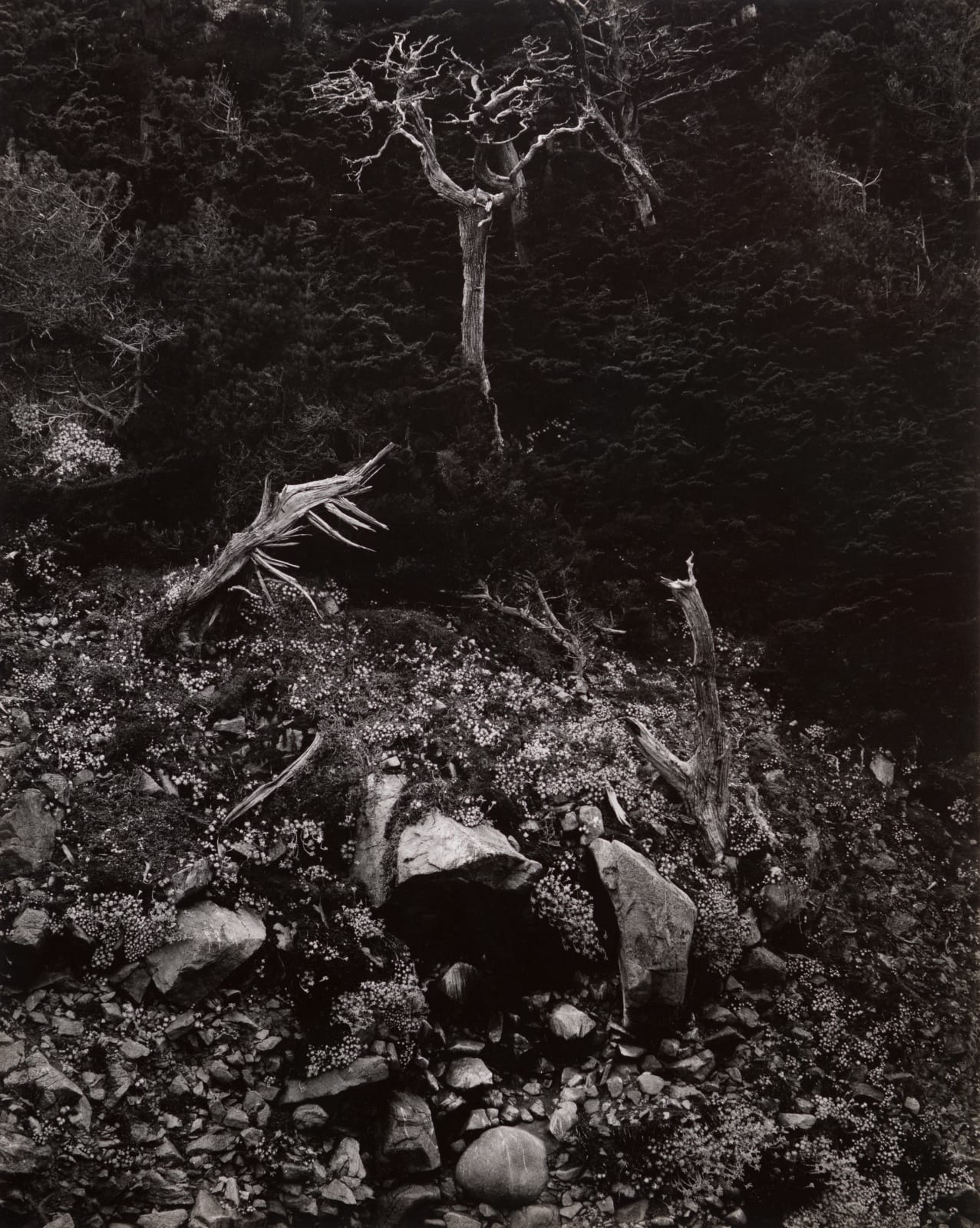 Edward Weston / Brett Weston, North Dome, Point Lobos, 1946