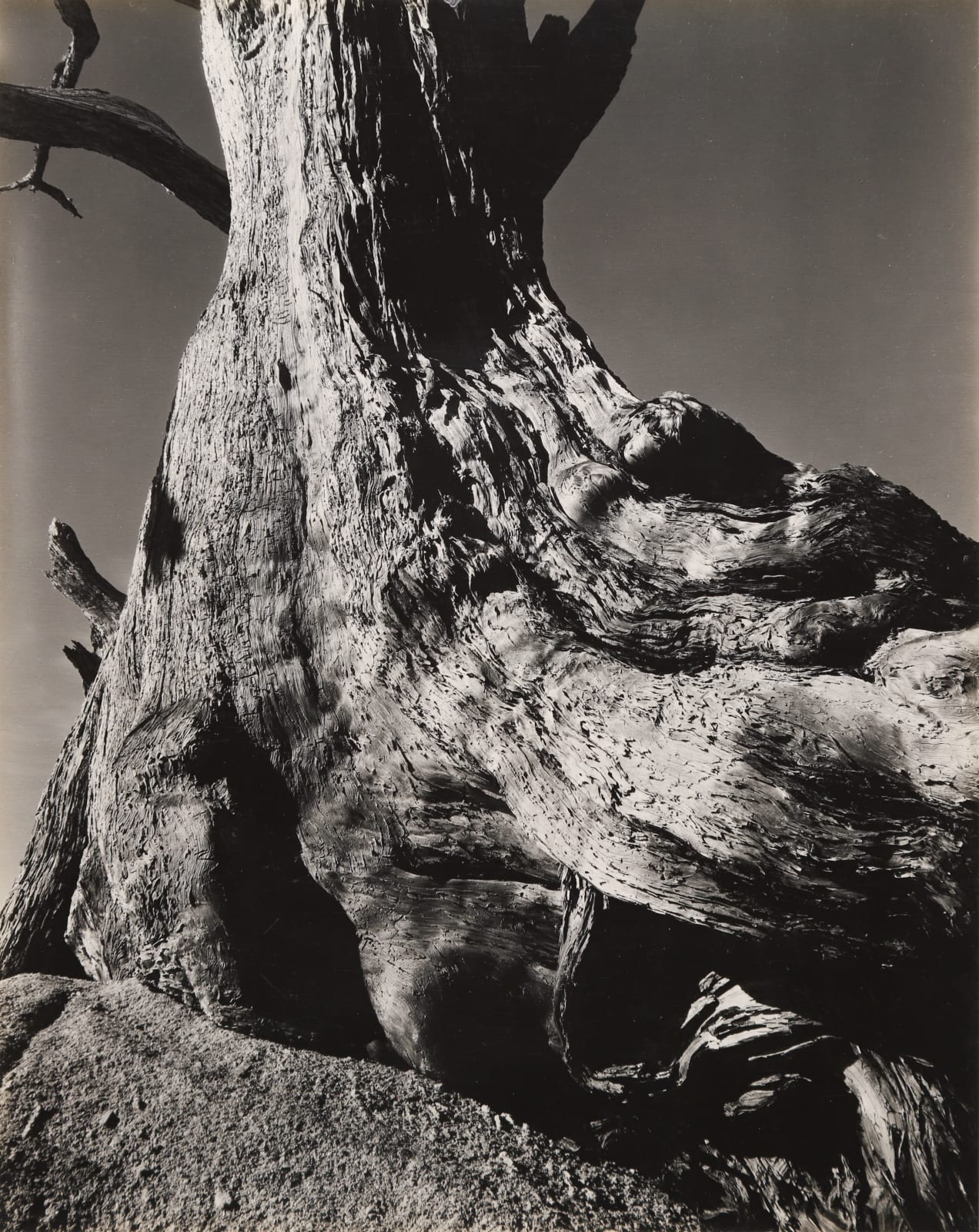 Edward Weston, Monterey Cypress, Pebble Beach, 1932