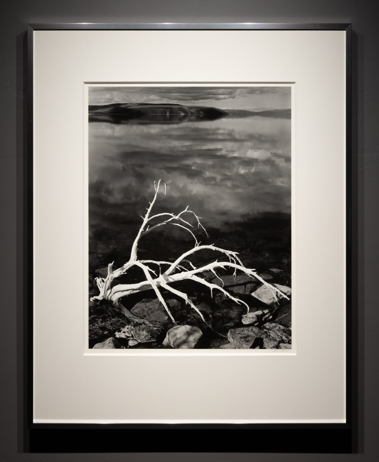 Ansel Adams, White Branches, Mono Lake, CA, 1947