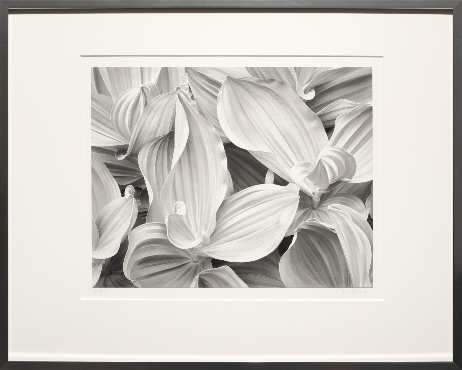 John Sexton, Corn Lilies, 1977