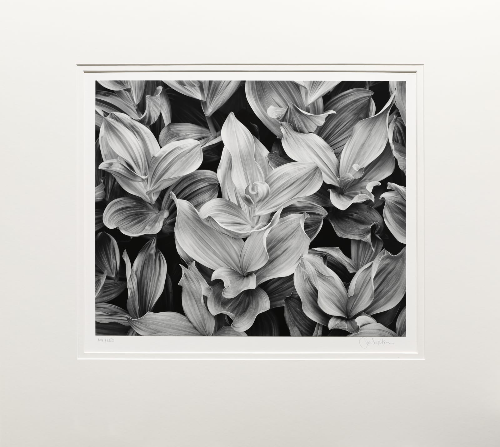 John Sexton, Corn Lilies, Dusk, 2002