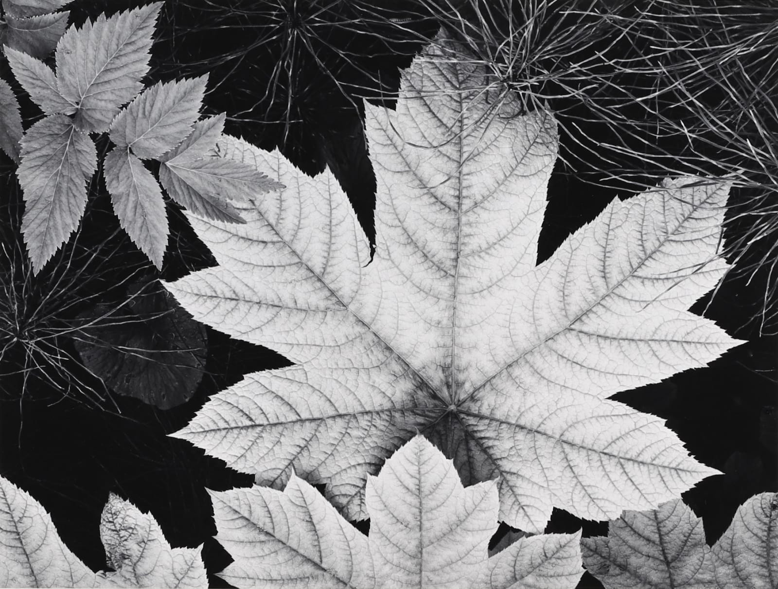 Ansel Adams, Leaf, Glacier Bay, 1948