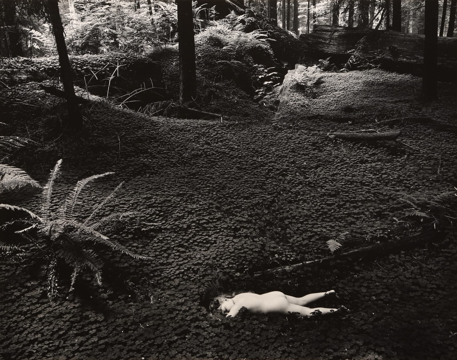 Wynn Bullock, Child in Forest, 1951