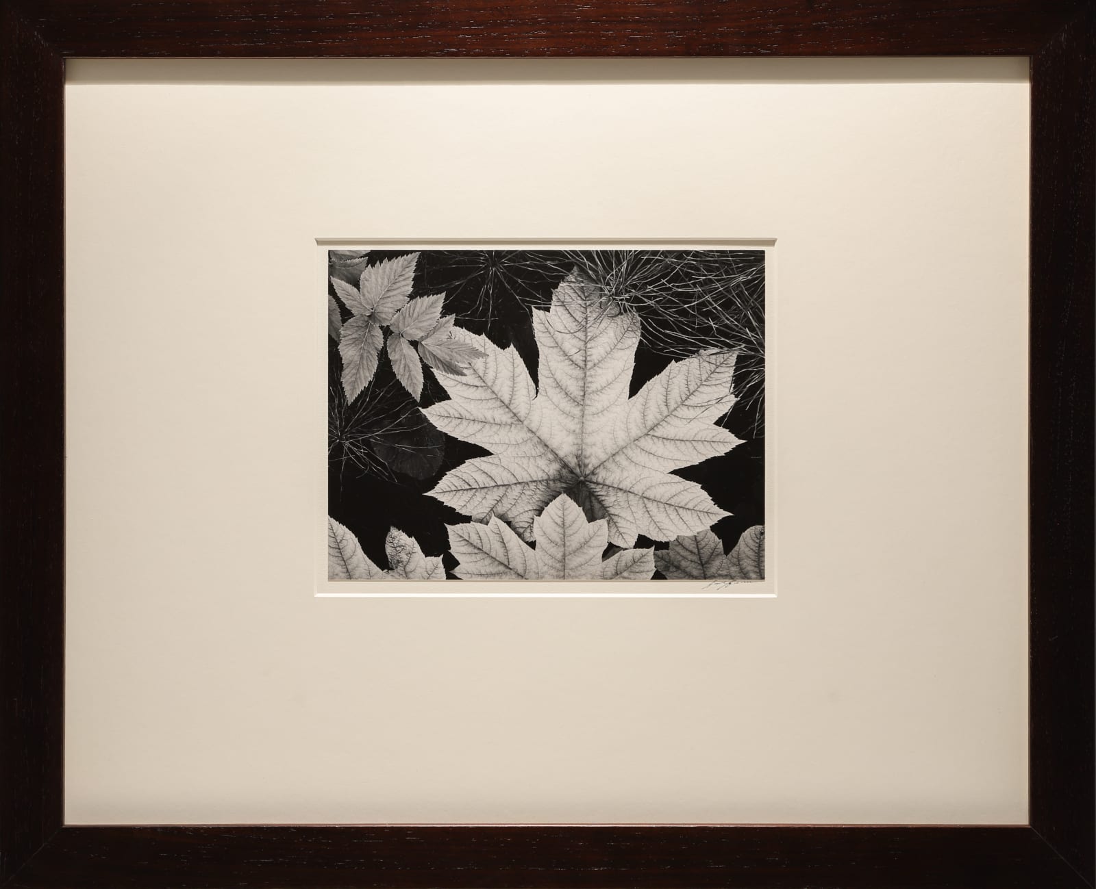 Ansel Adams, Leaf, Glacier Bay, 1963