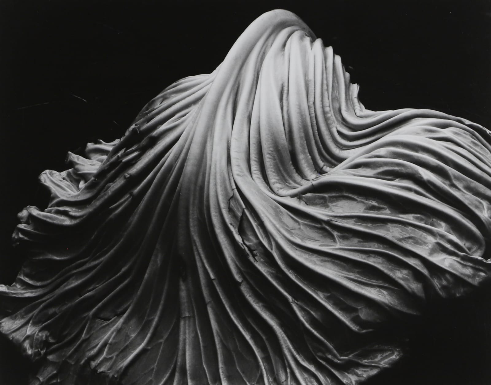 Edward Weston, Cabbage Leaf, 1931