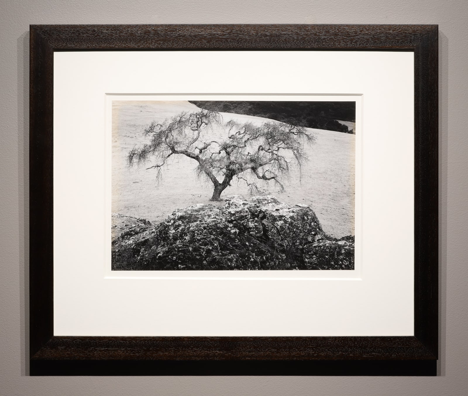 Pirkle Jones, Oak Tree and Rock, Black Hawk Ranch, CA, 1954