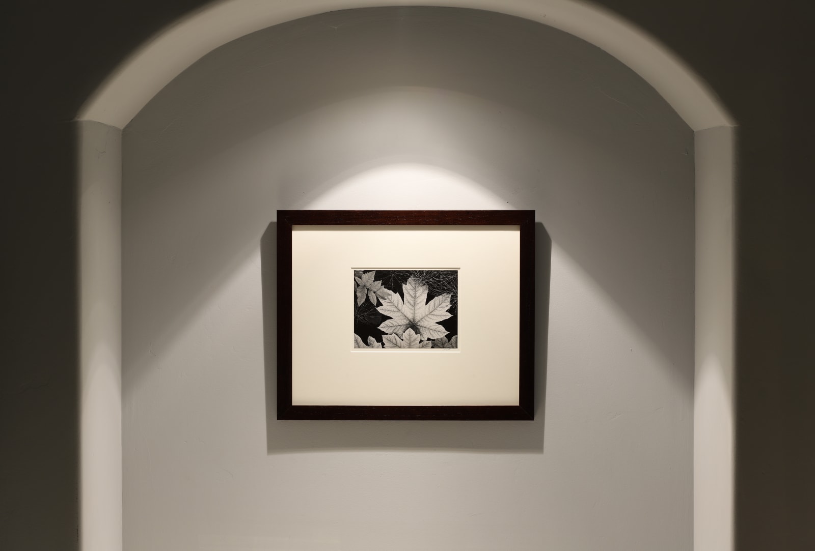 Ansel Adams, Leaf, Glacier Bay, 1963