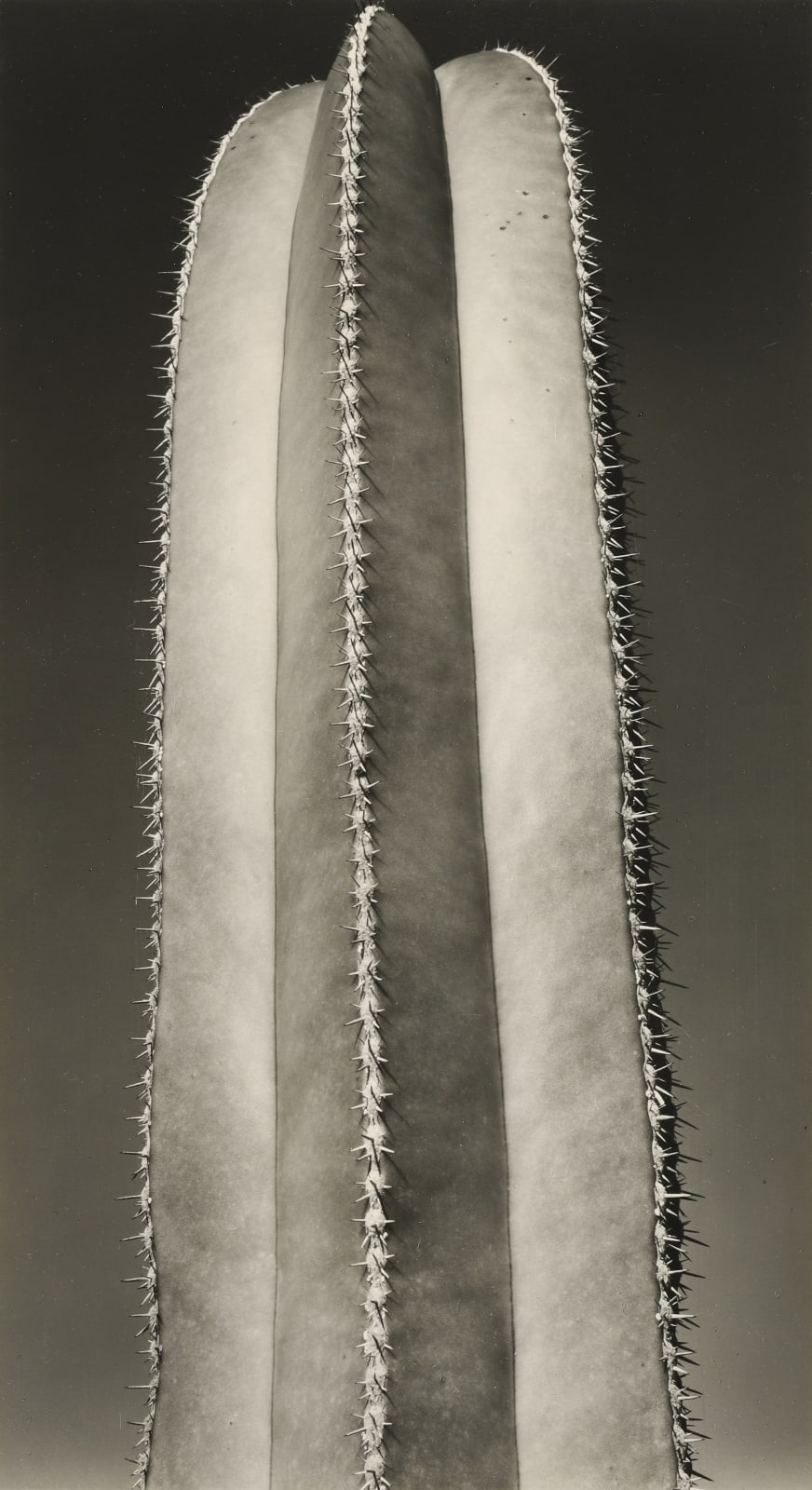 Brett Weston, Cactus, 1933