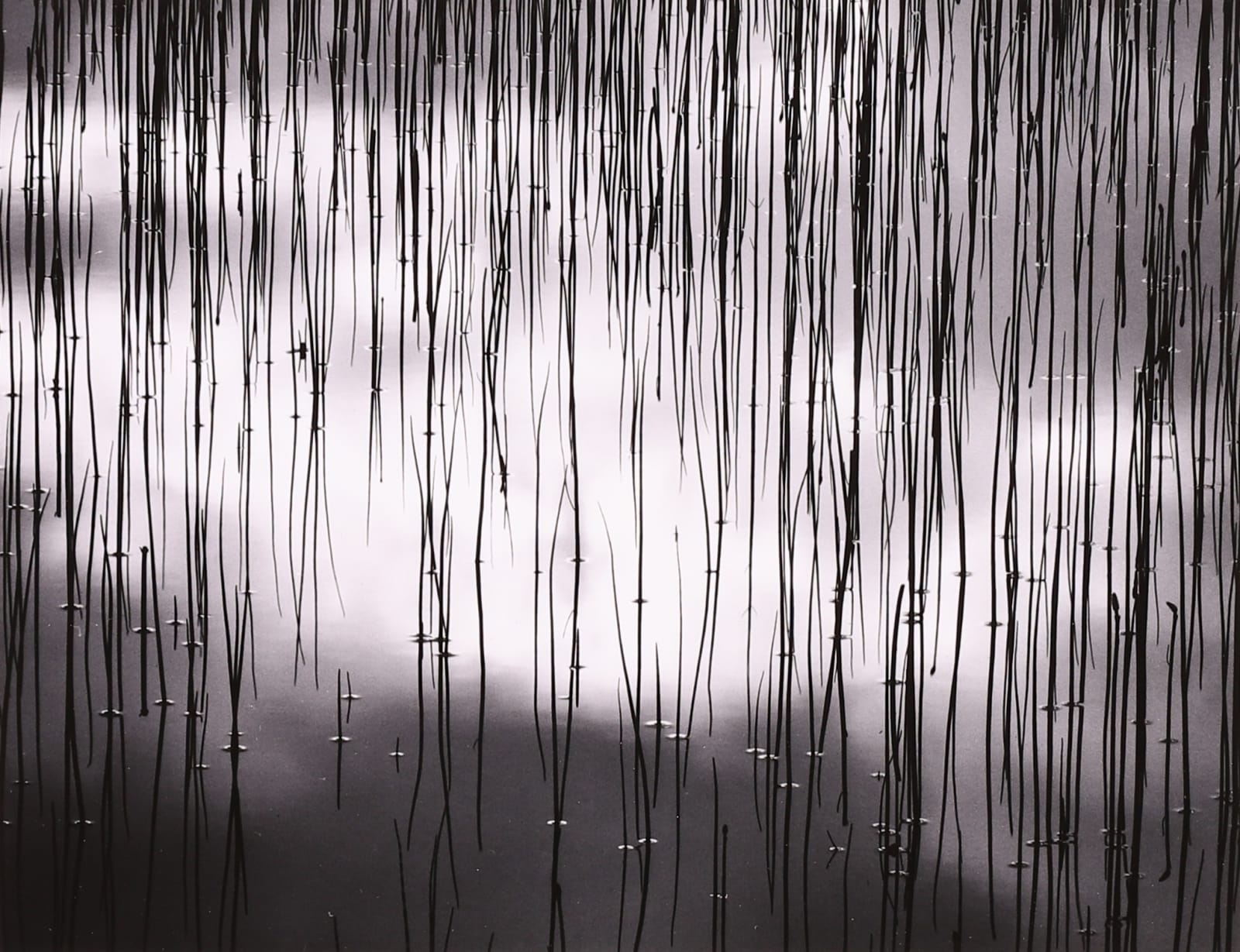 Scott Shaver, Water and Reeds, BC Canada, 1993