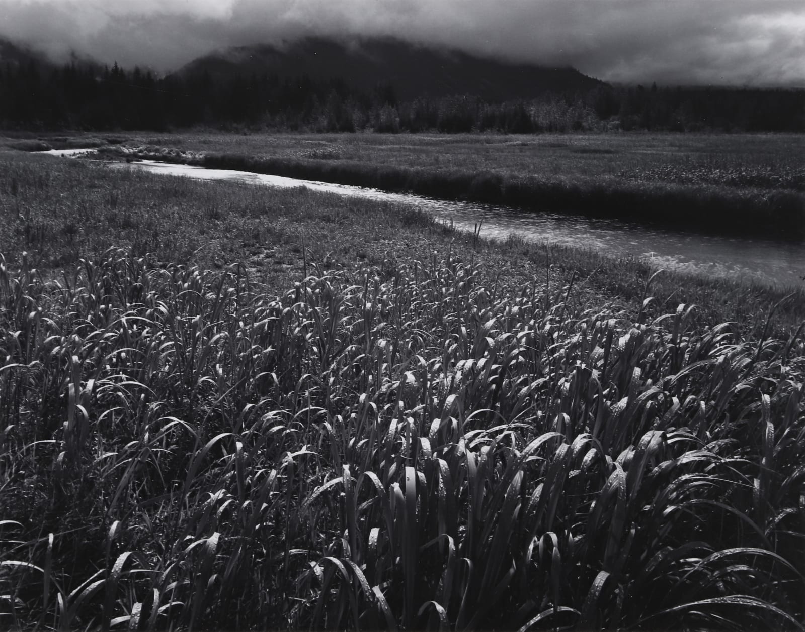 Ansel Adams, Rain, Beartrack Cove, Glacier Bay National Monument, Alaska, 1949