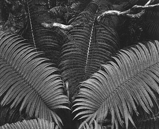 Ansel Adams, Ferns, Volcanos National Park, Hawaii, 1946