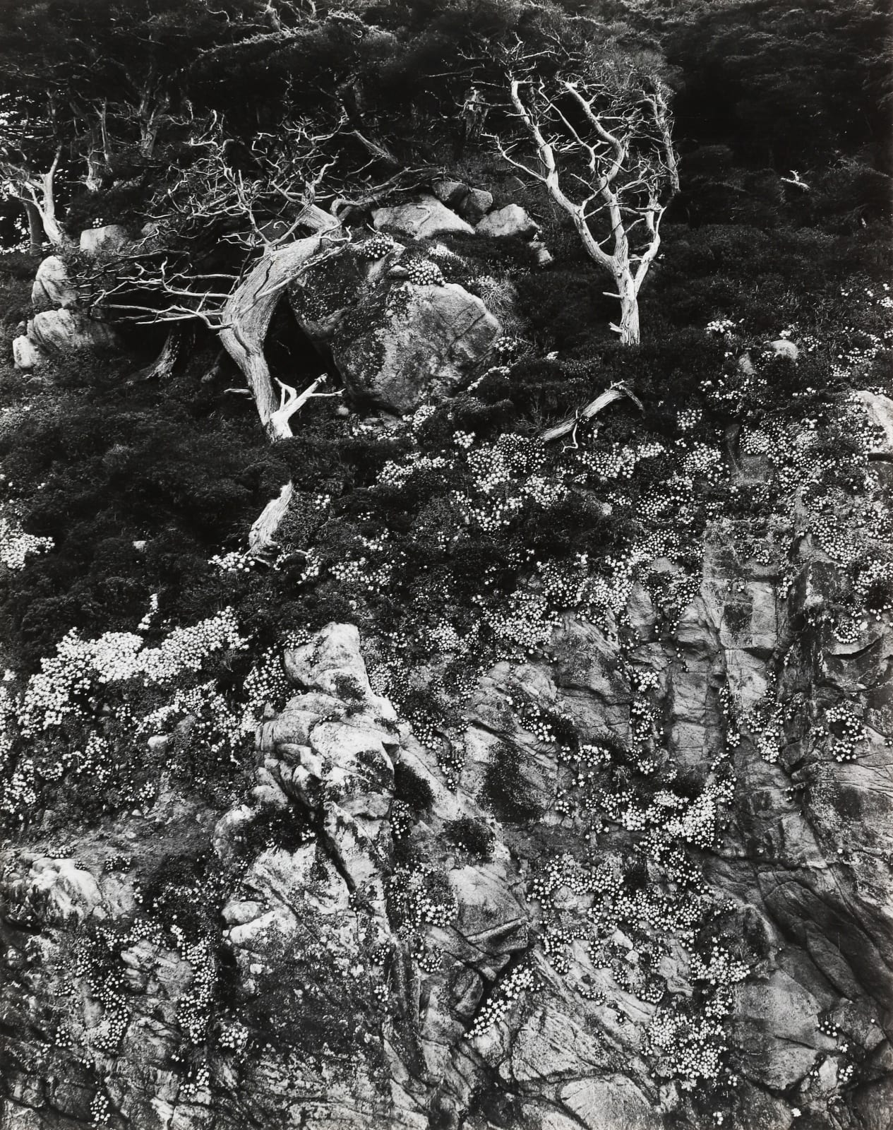 Edward Weston, Point Lobos, 1940
