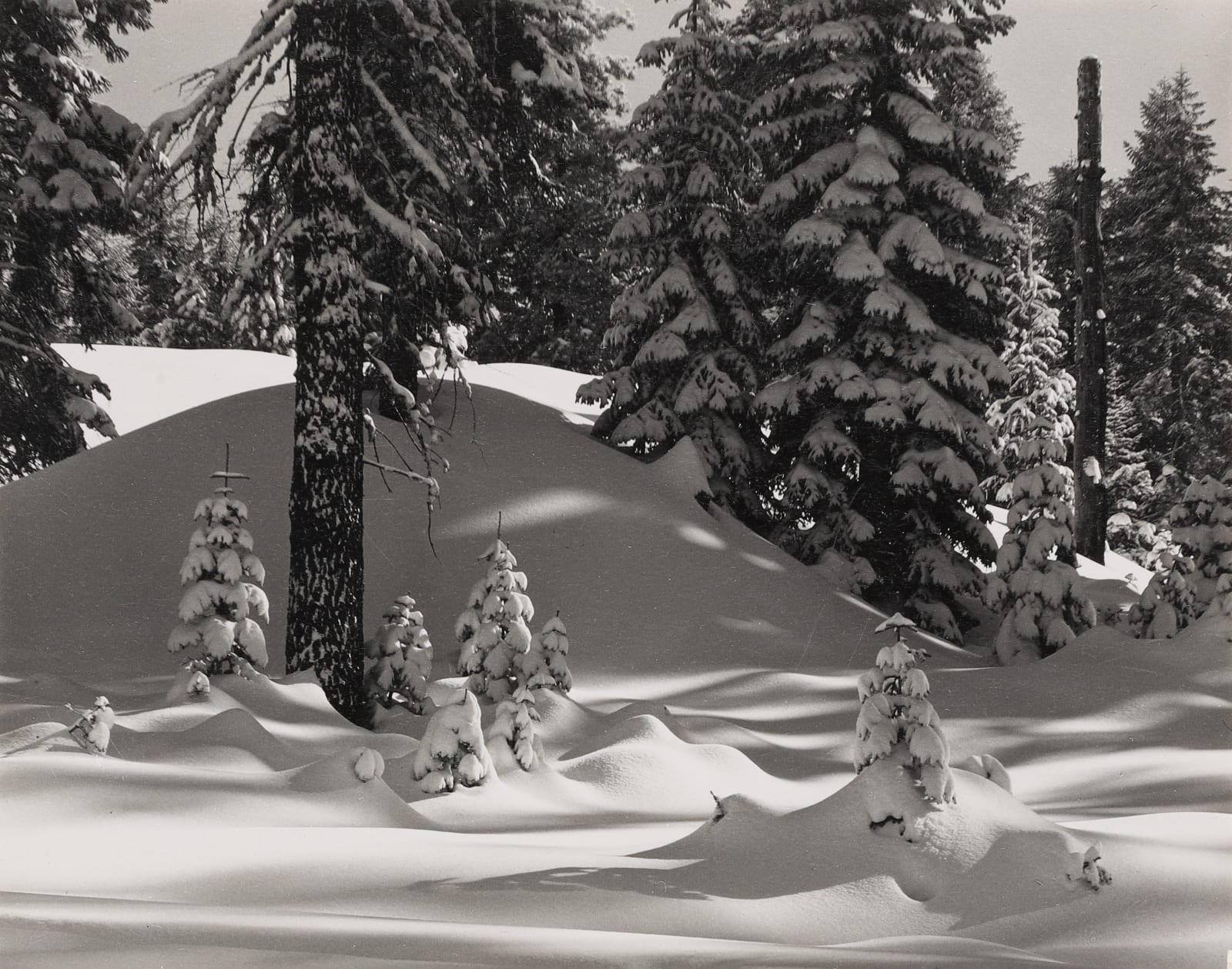 Philip Hyde, Winter Forest Near Badger Pass, Yosemite, 1948