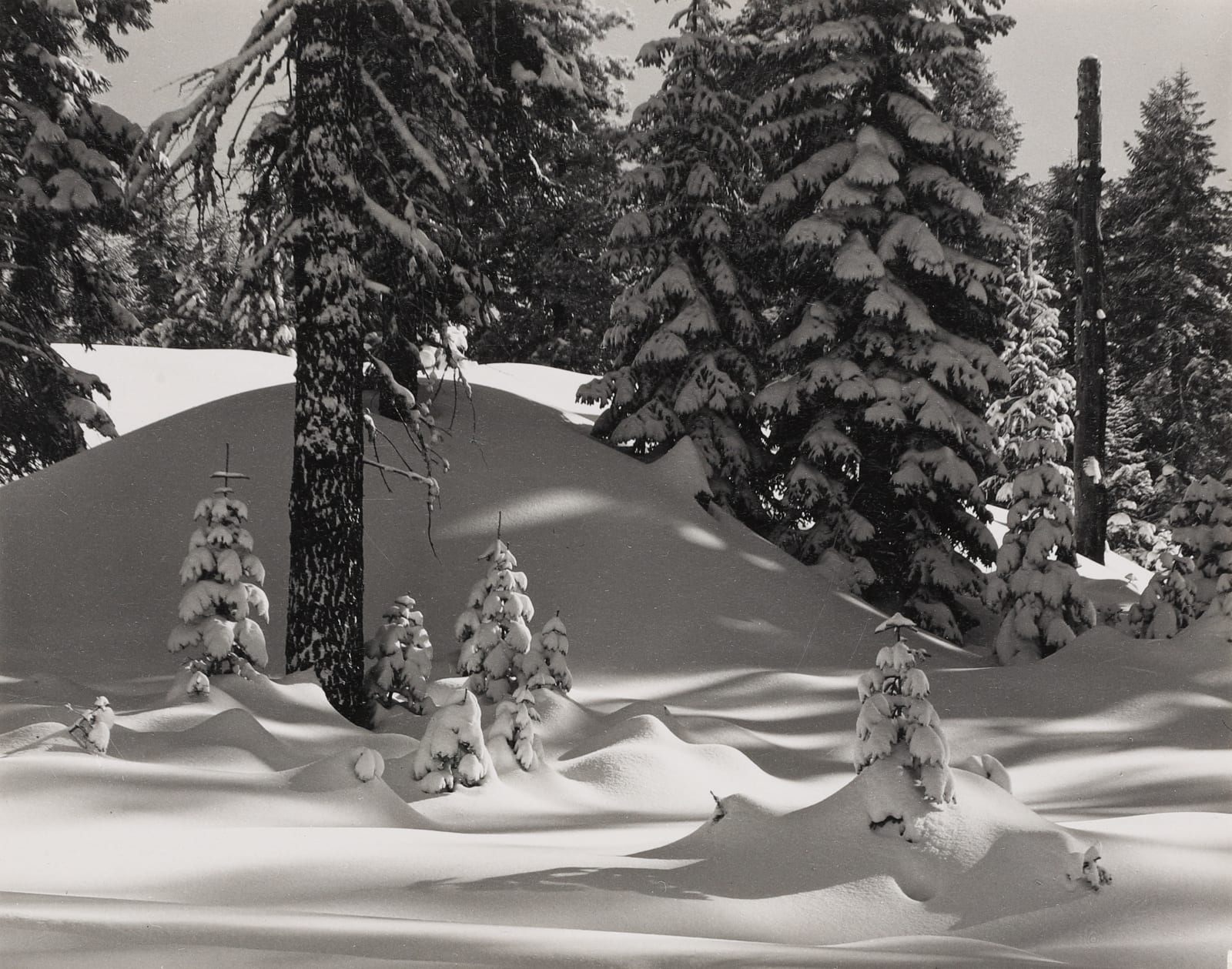 Phillip Hyde, Winter Forest Near Badger Pass, Yosemite, 1948