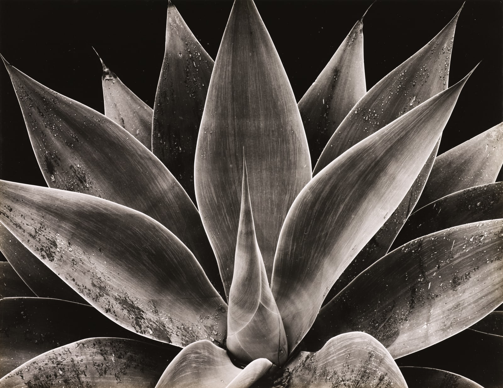 Brett Weston, Century Plant, 1977