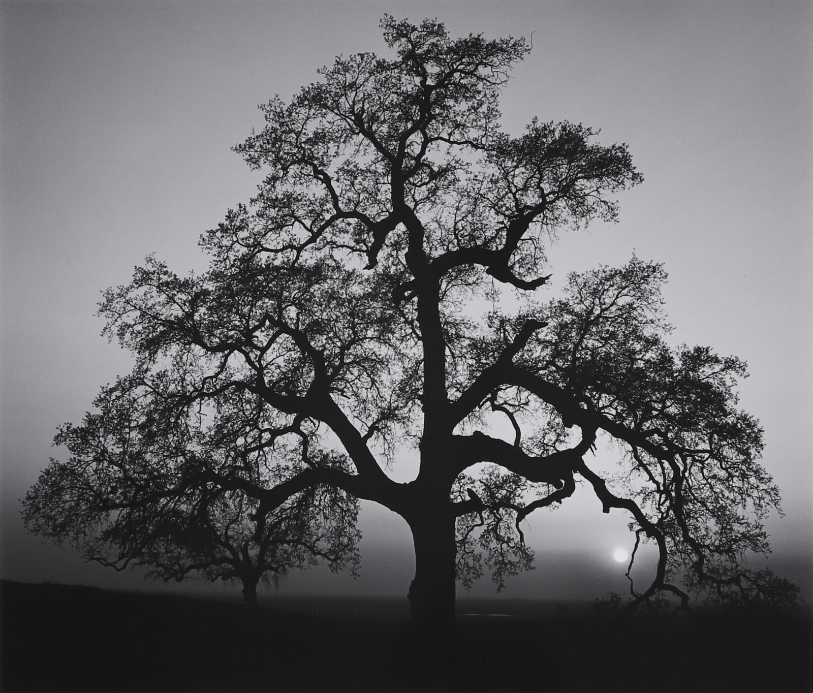 Ansel Adams, Oak Tree, Sunset City, 1962