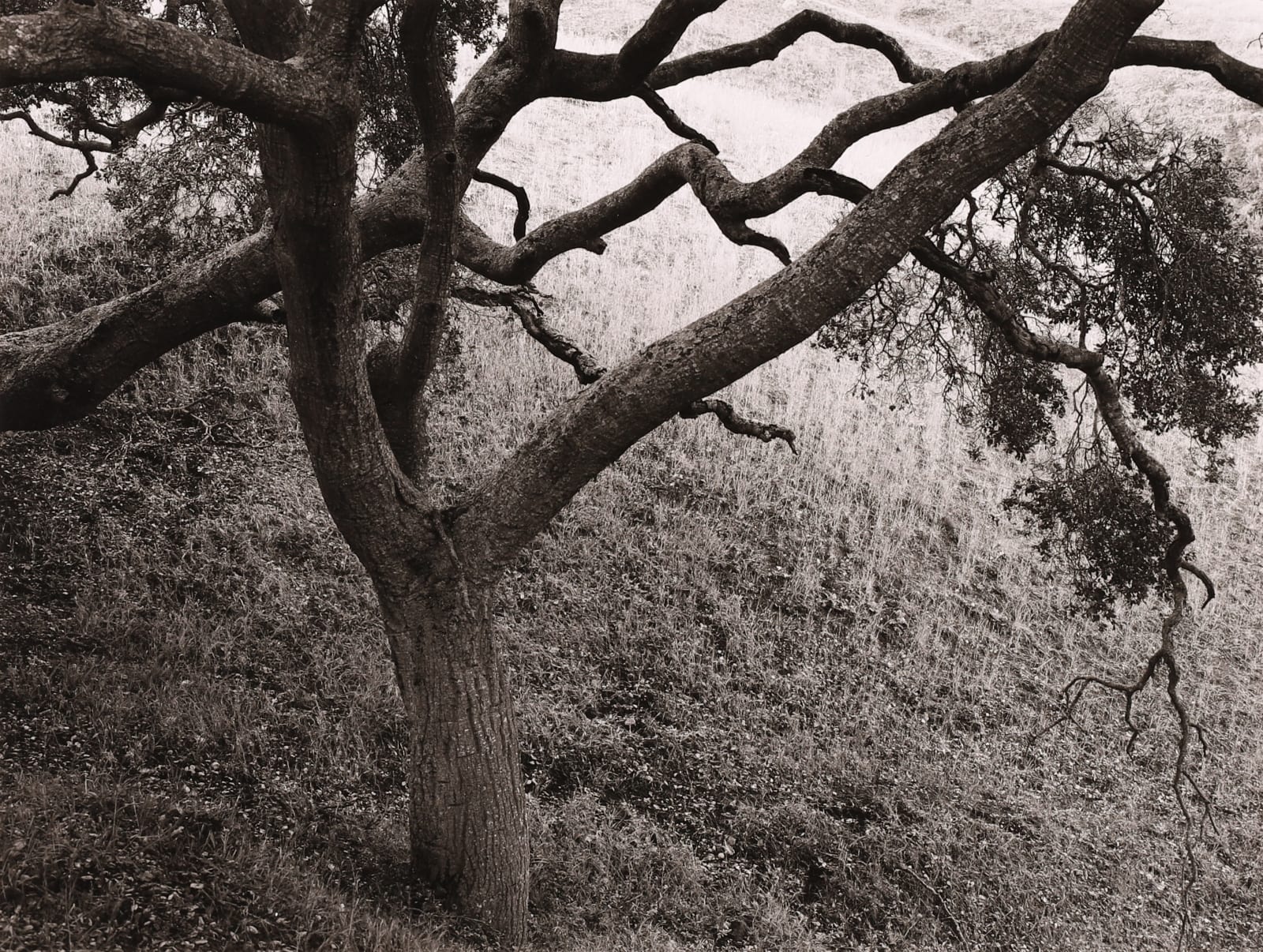 Rick Bungolf, Oak Tree, Carmel, 1977