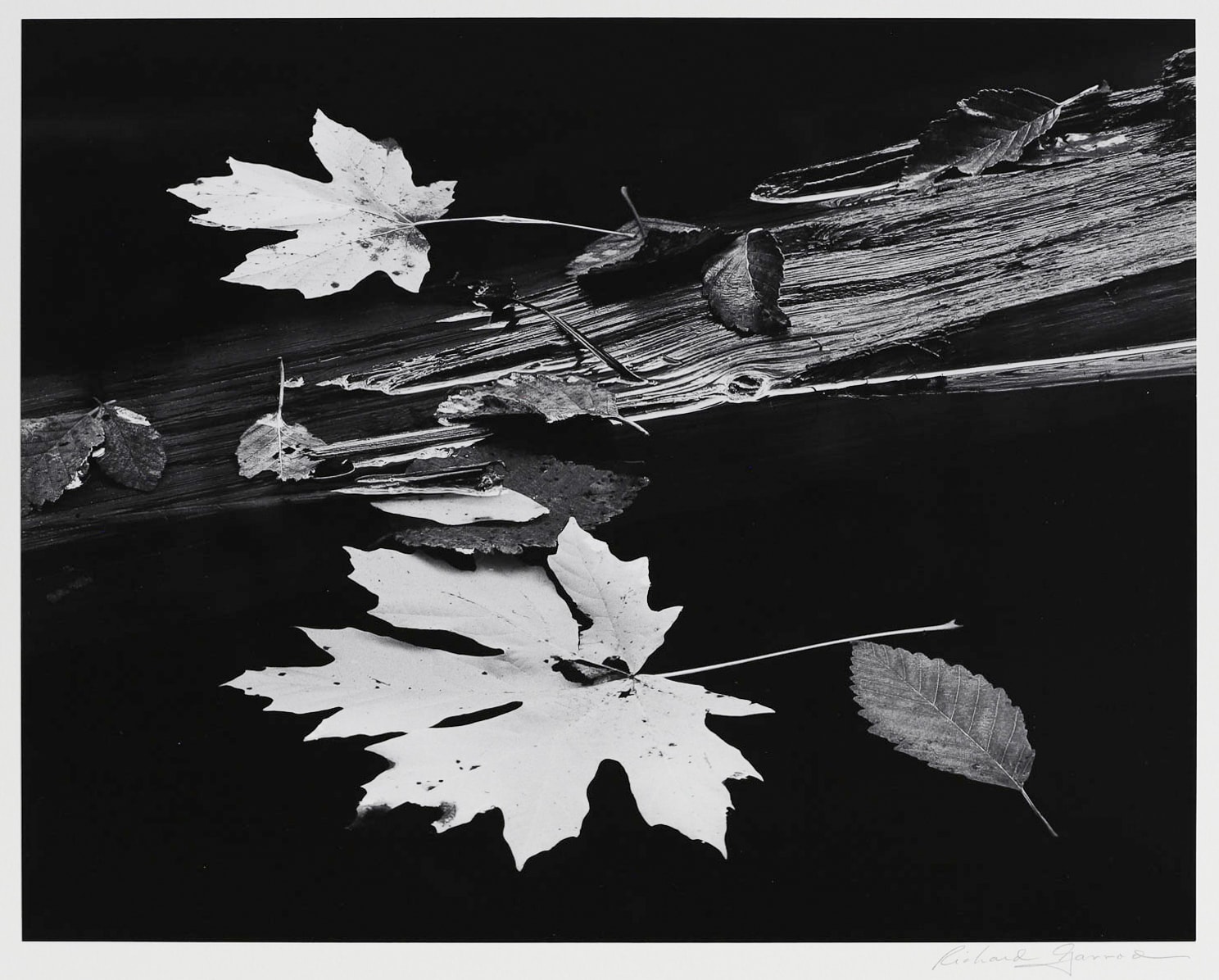 Richard Garrod, Leaves and Log, Coos Bay, Oregon, 1976
