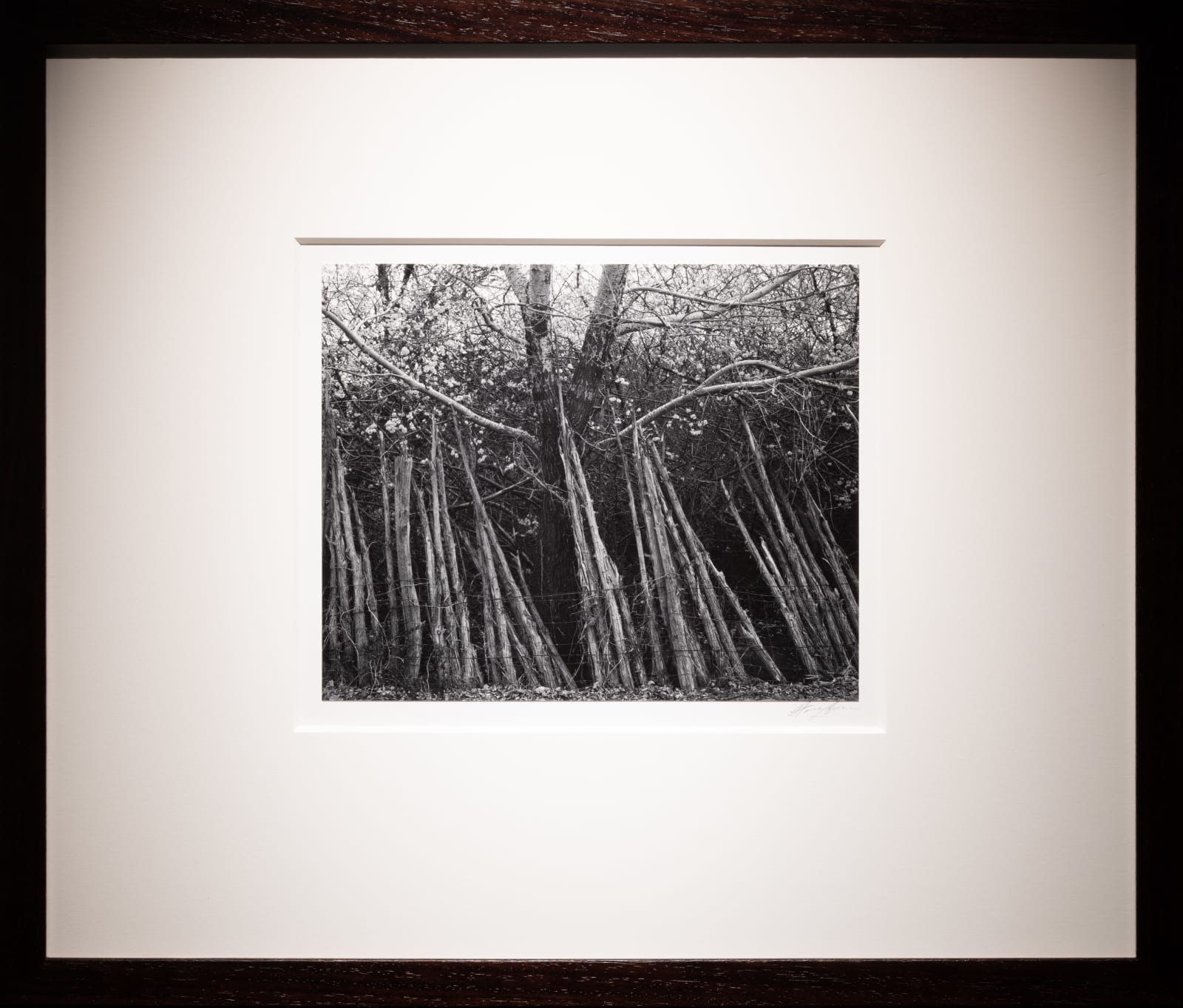 Ansel Adams, Cedar Fence, Pojoaque, New Mexico, 1950