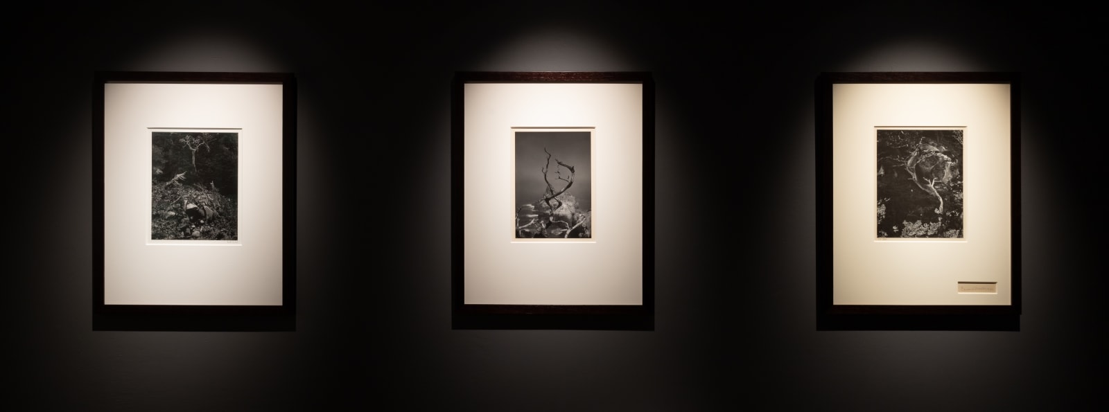 Minor White, Twisted Tree, Point Lobos, CA, 1950
