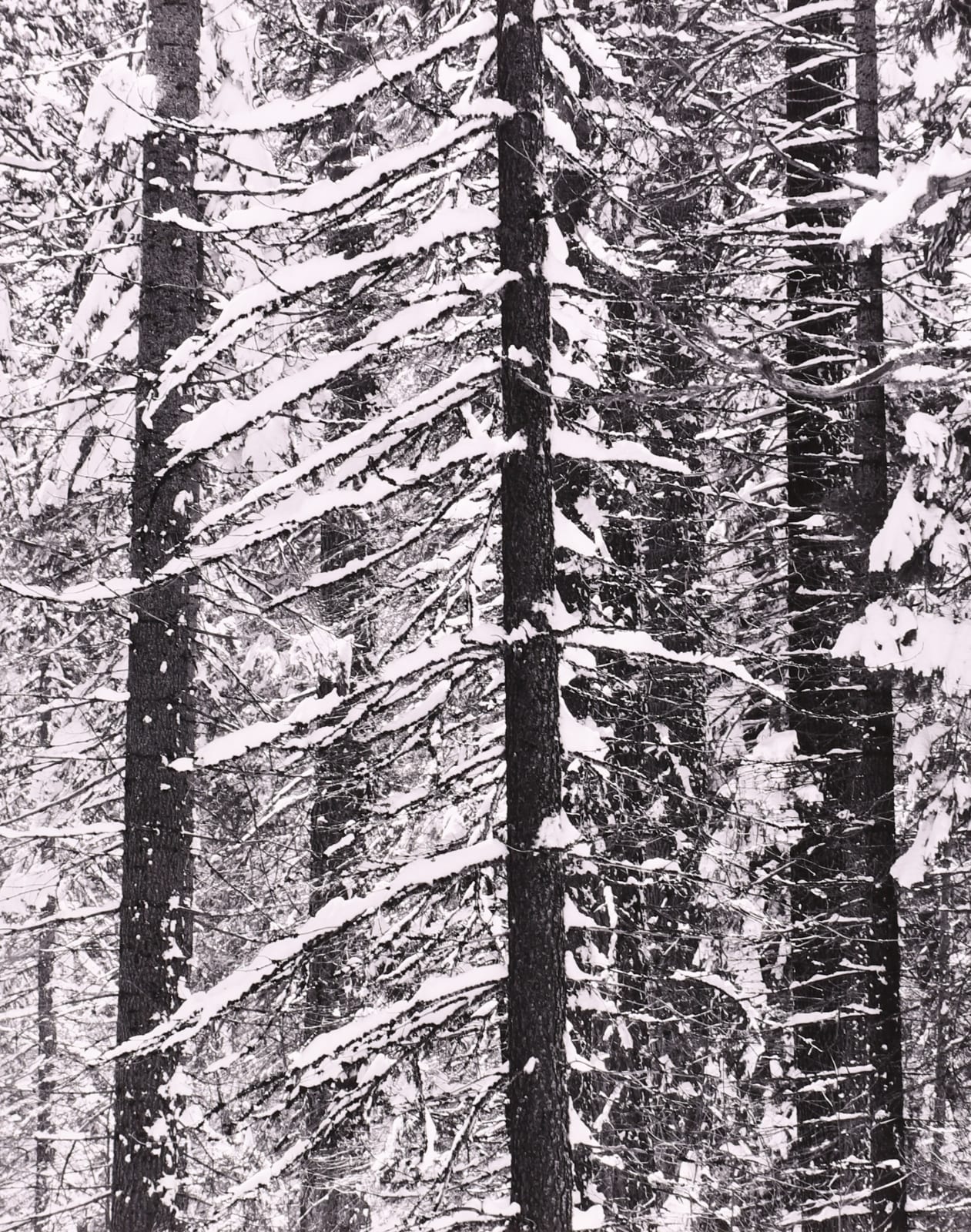 Robert K. Byers, Big Oak Flat Road, Yosemite, CA, 1985