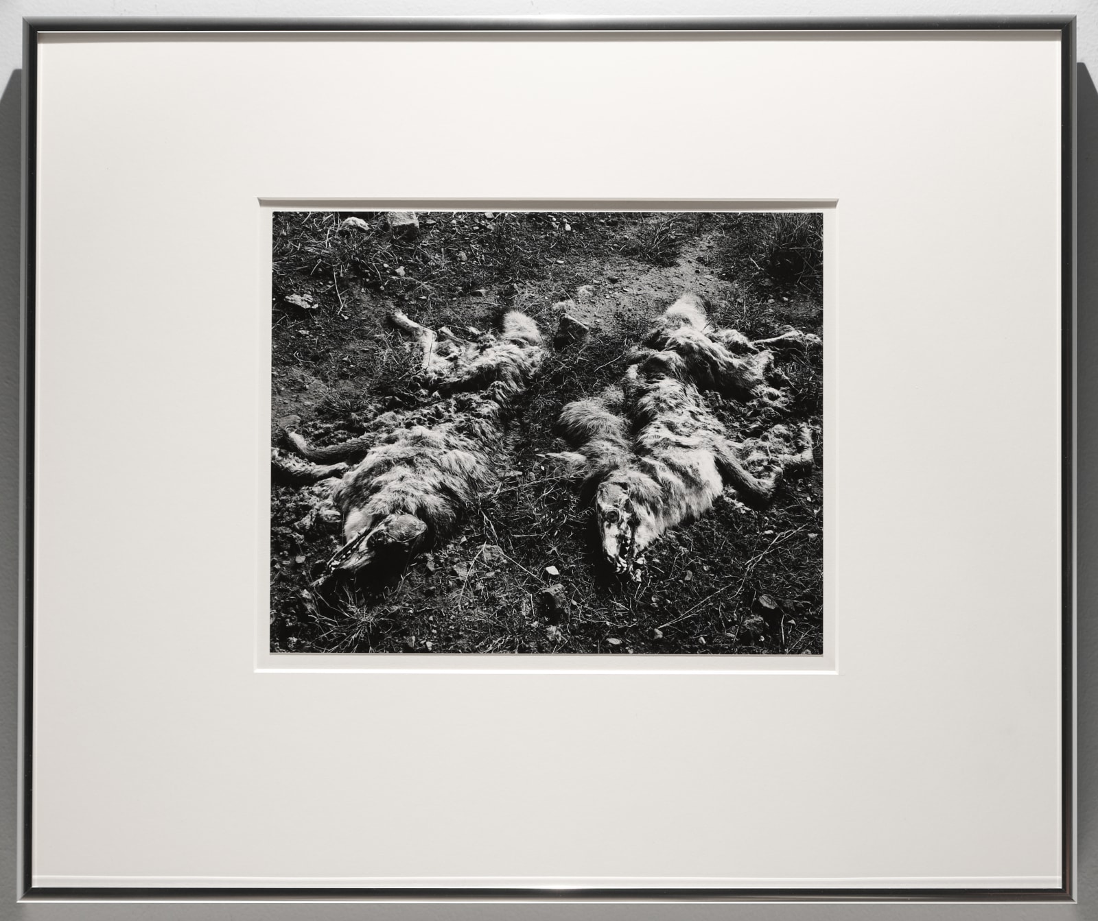 Frederick Sommer, Dead Coyotes, 1941