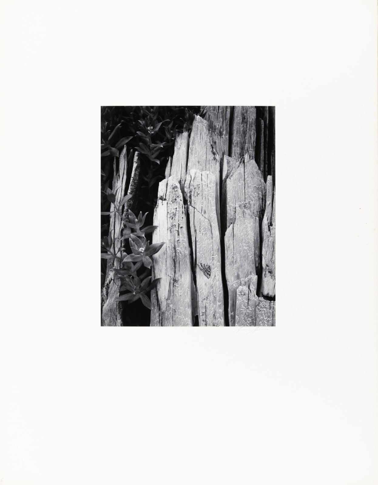 Ansel Adams, Moth and Stump, Interglacial Forest, Glacier Bay National Monument, Alaska, 1949