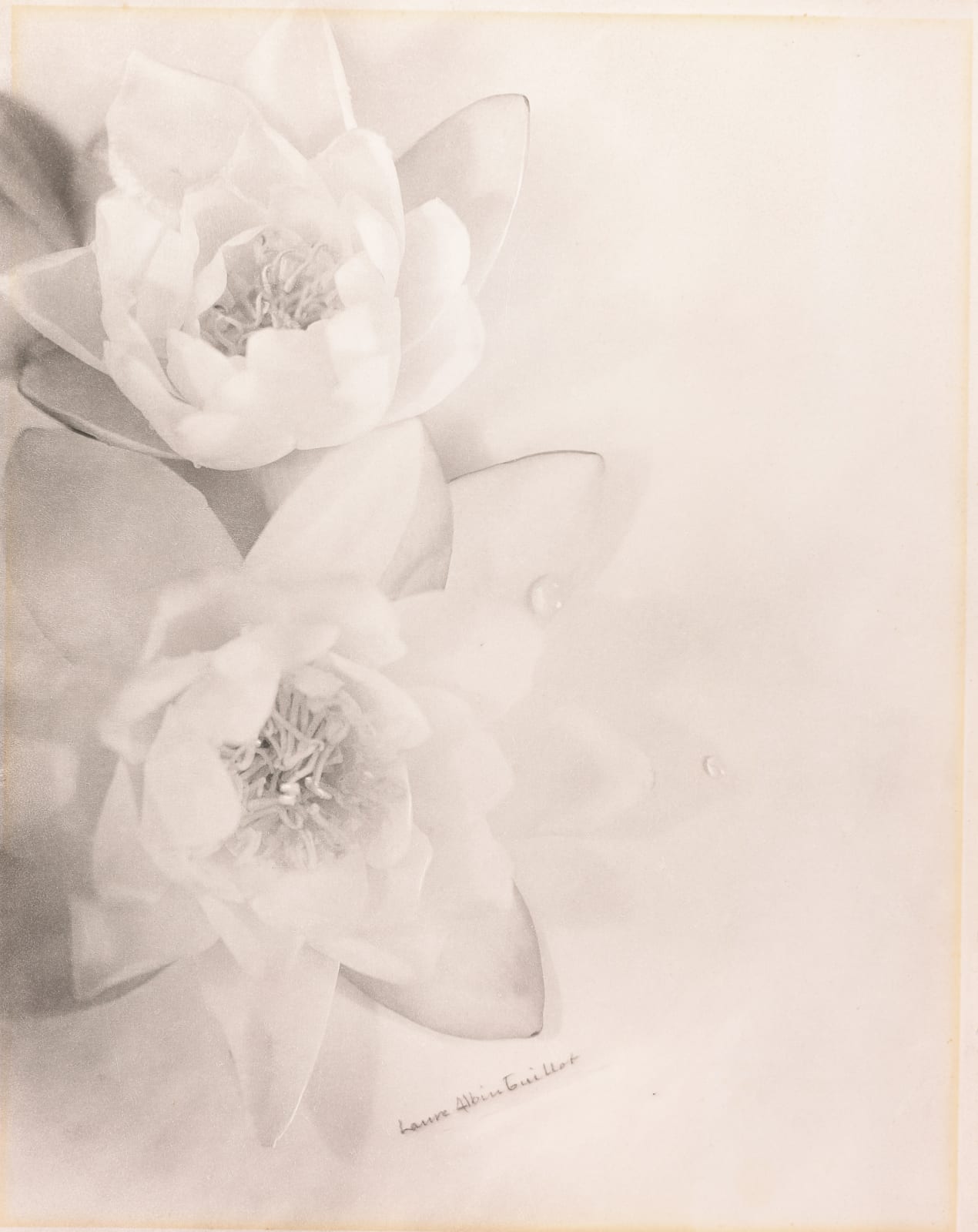 Laure Albin Guillot, Étude De Fleurs, c. 1930