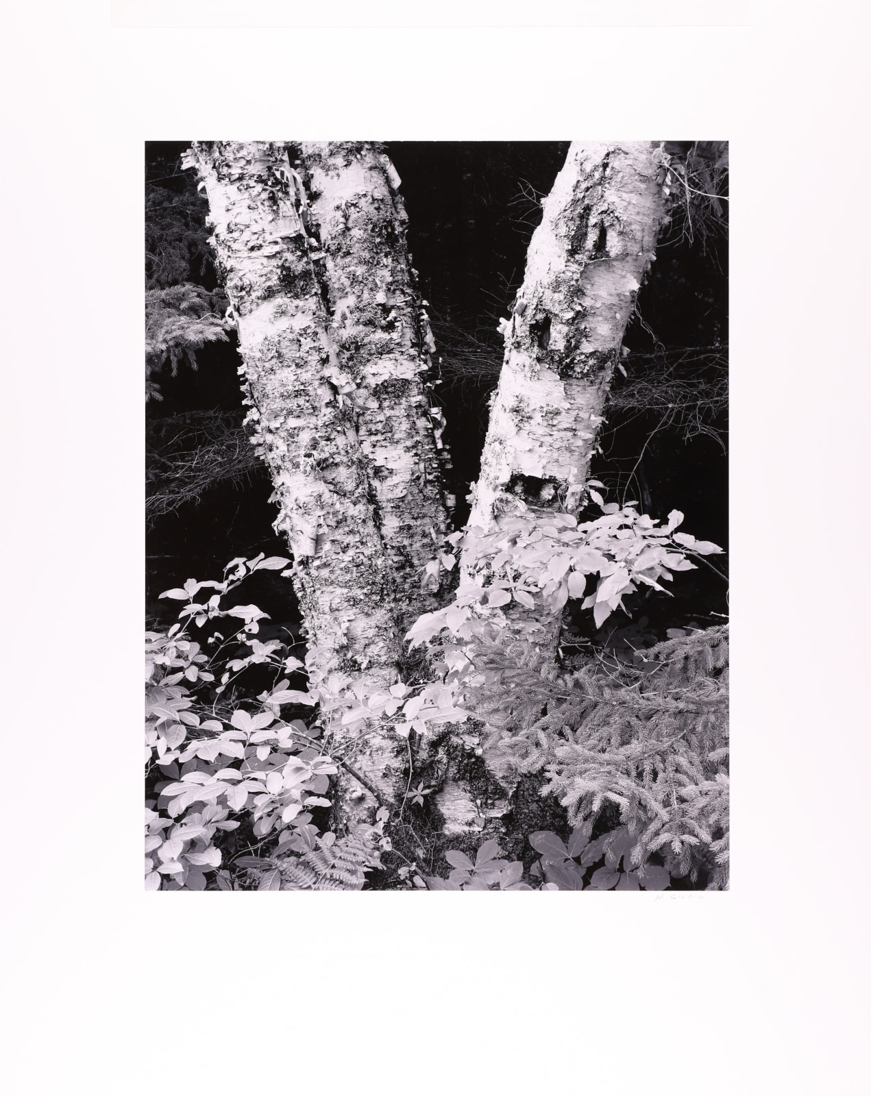 Henry Gilpin, Split Aspens, 1992