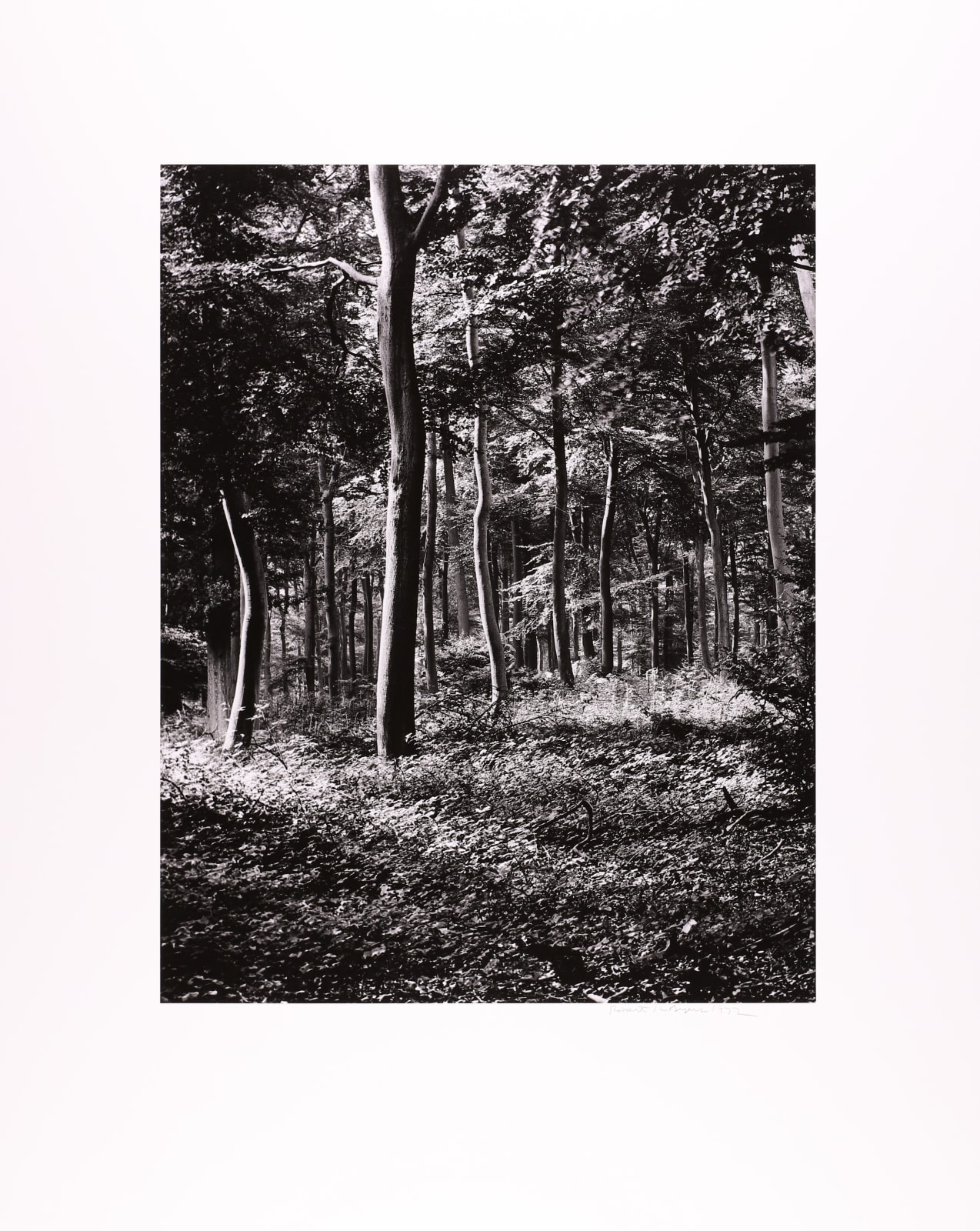Robert K. Byers, Trees Near Oxford, England, 1972
