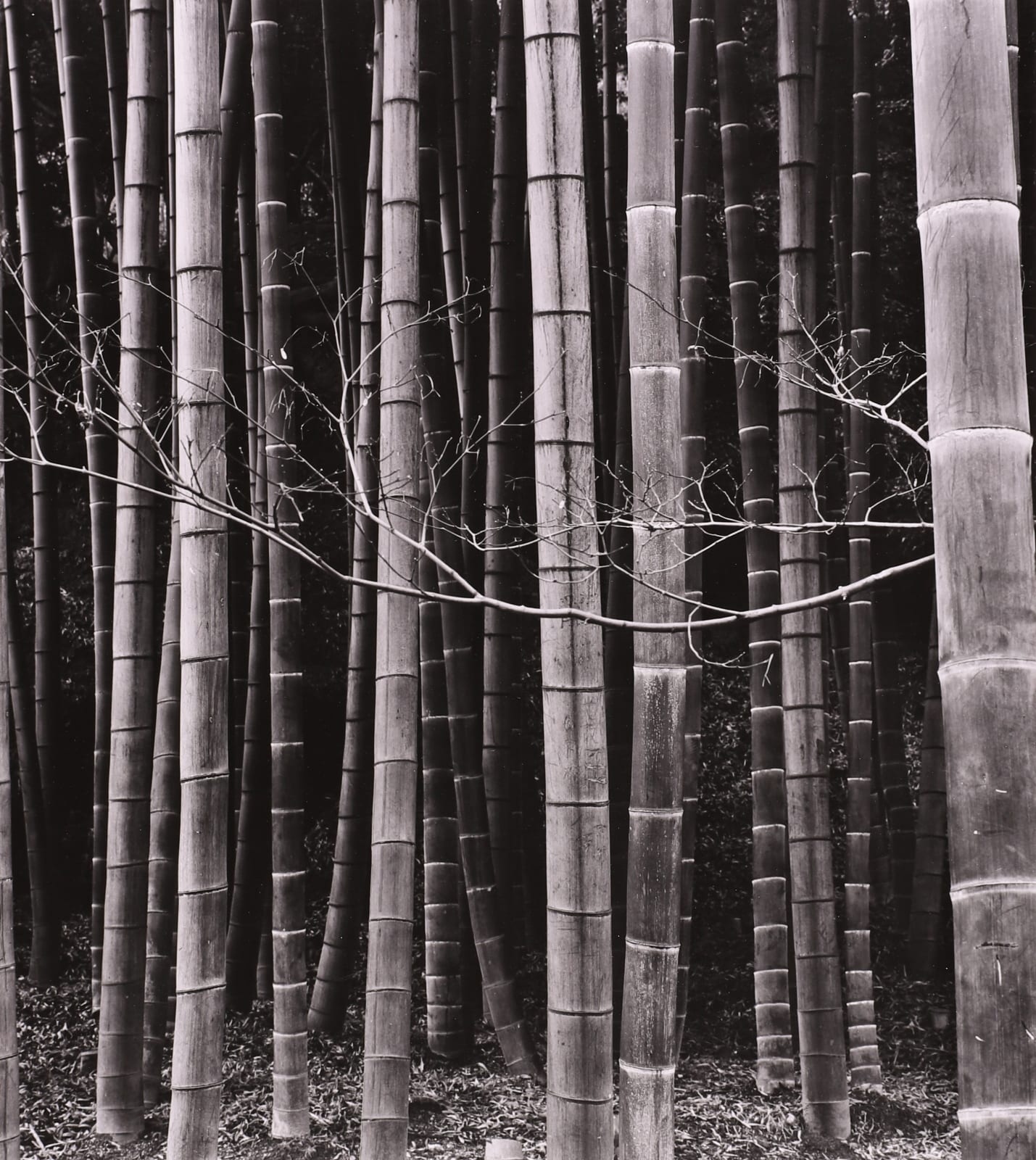 Brett Weston, Bamboo Forest, Japan, 1971